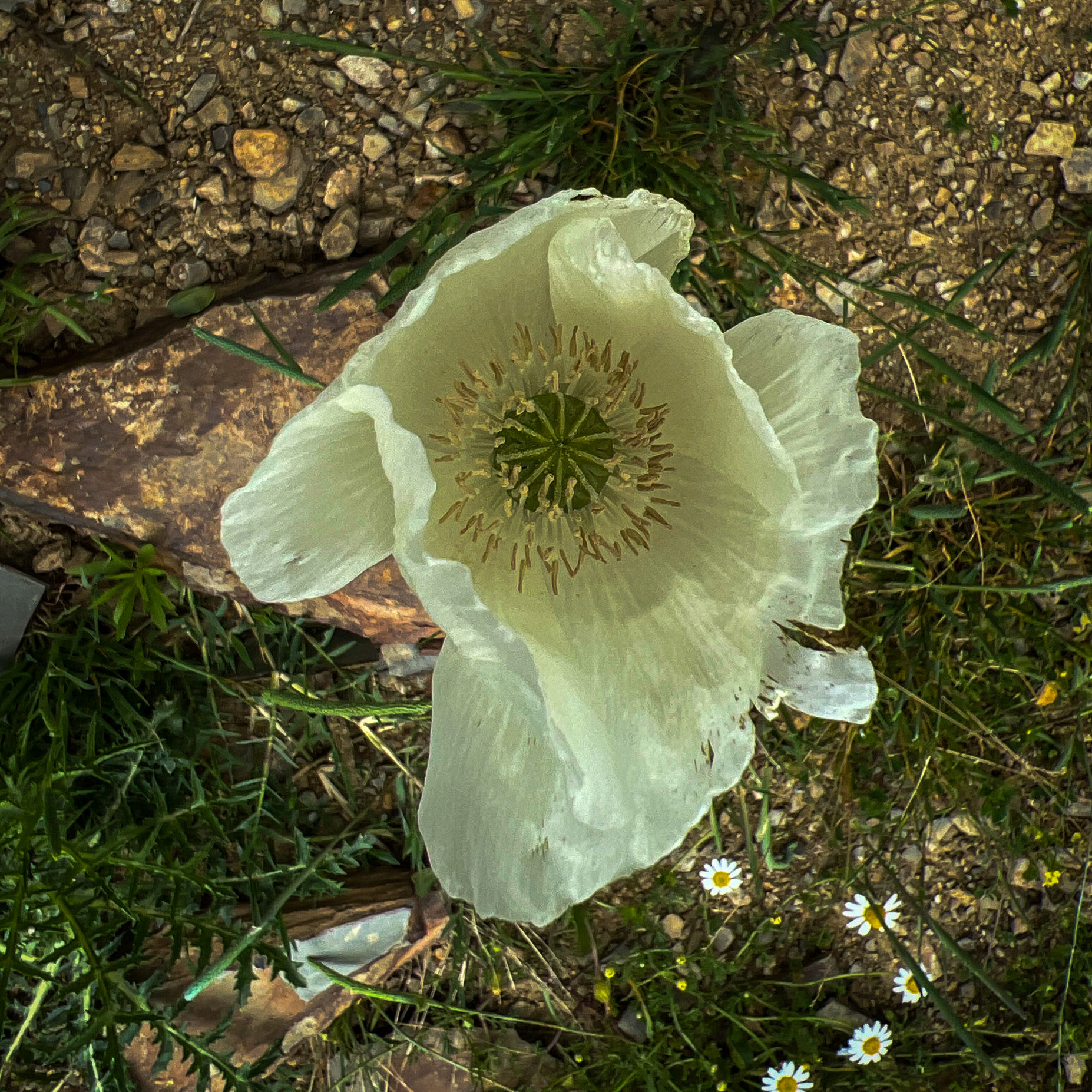 Şamlar gorge: white poppy
