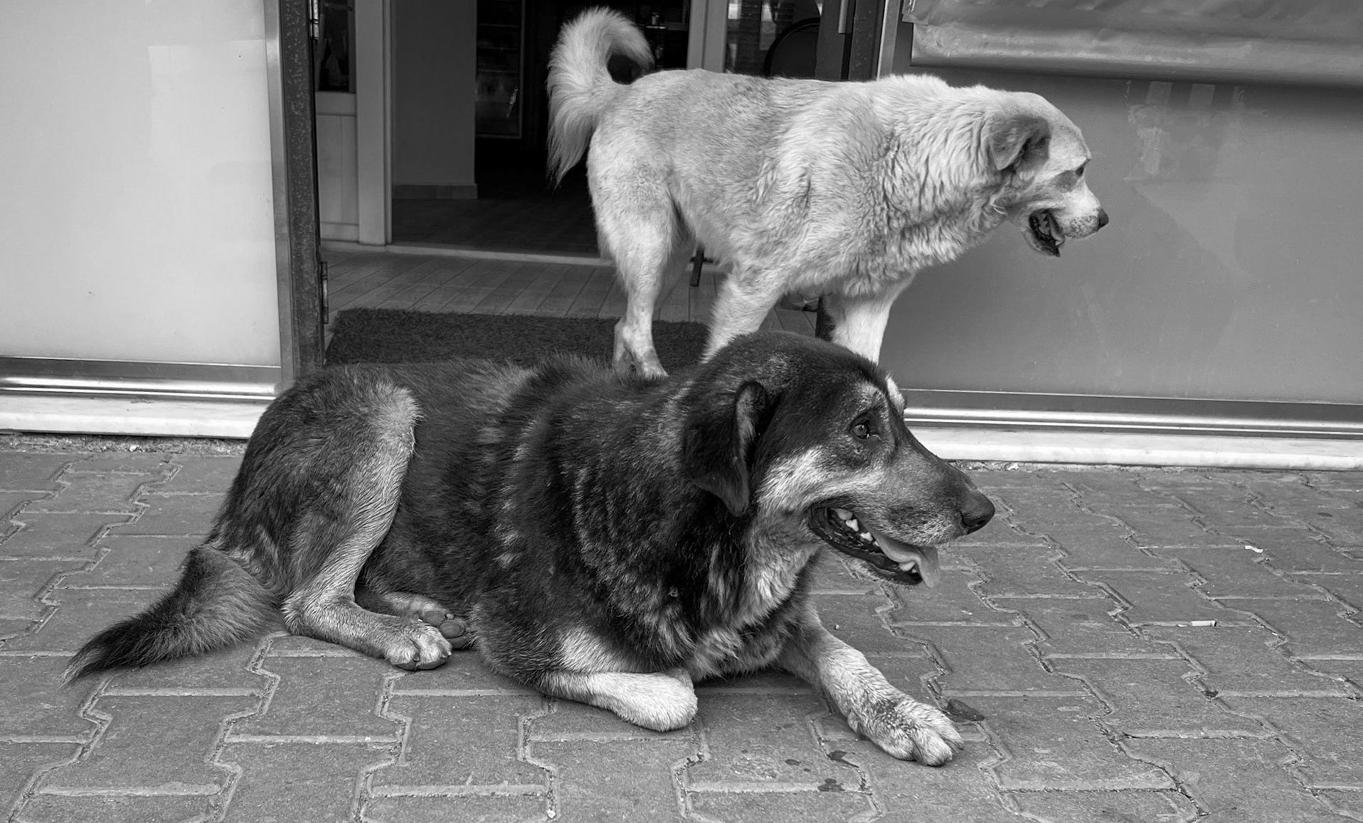 Alibahadır: 2 village dogs