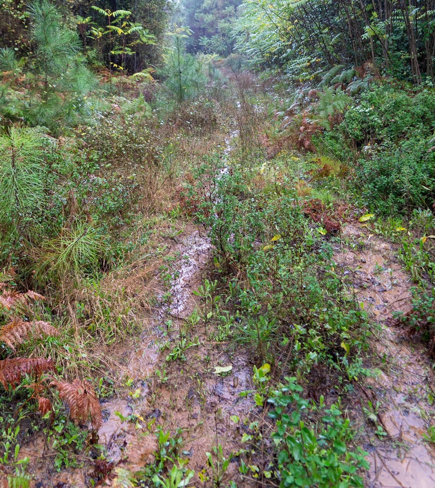 heading south from Poyraz: our wet track just where we turned right to beeline down to the parallel track