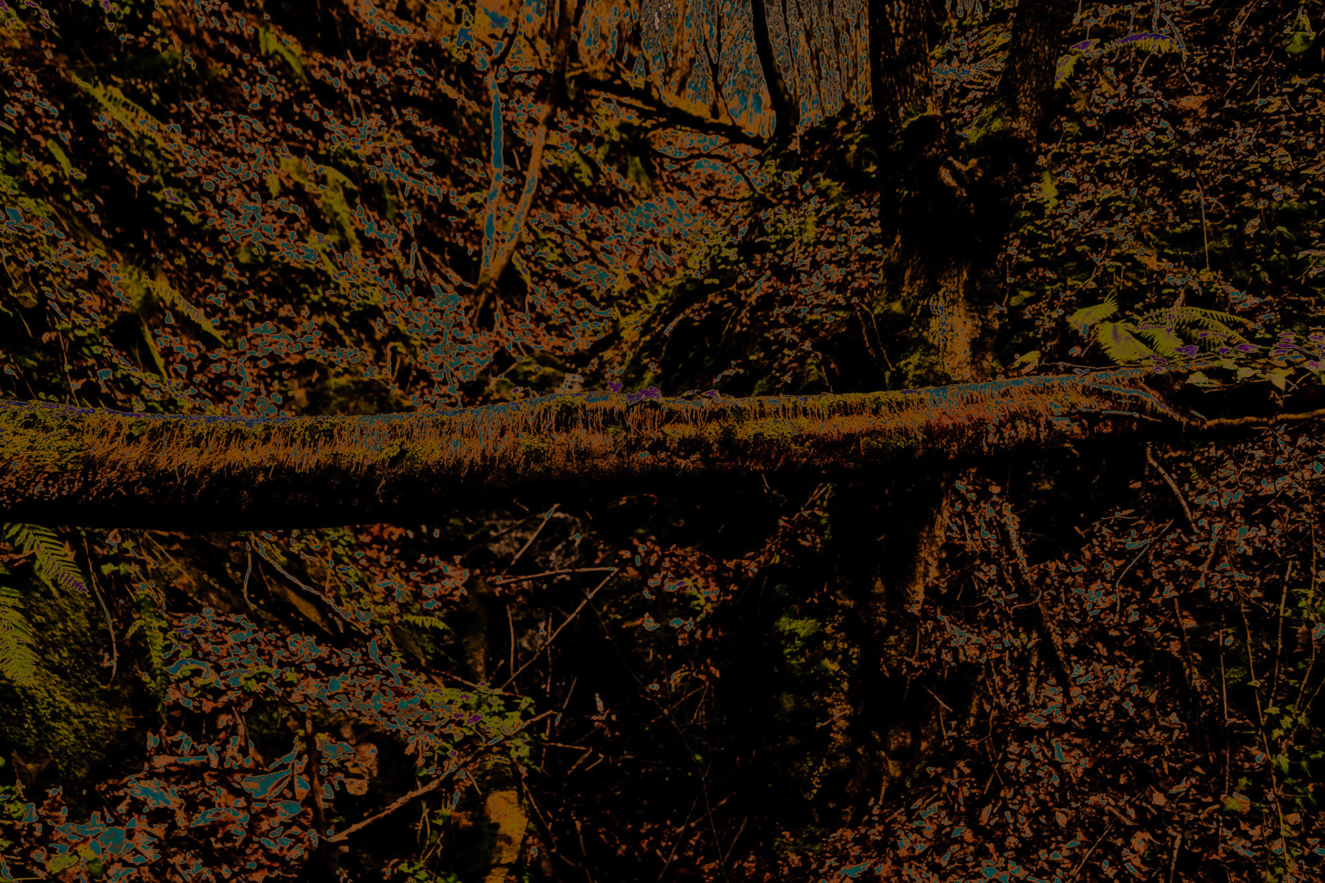 Kozu Deresi valleys: fallen tree