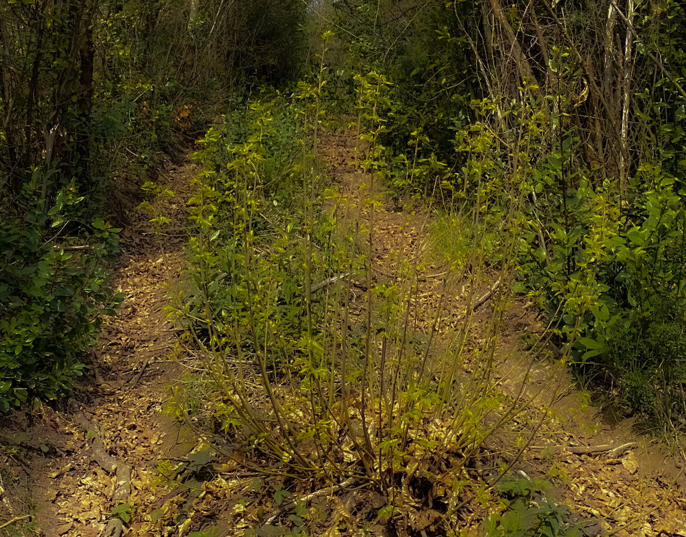 Paşamandıra woodland: a rather overgrown track