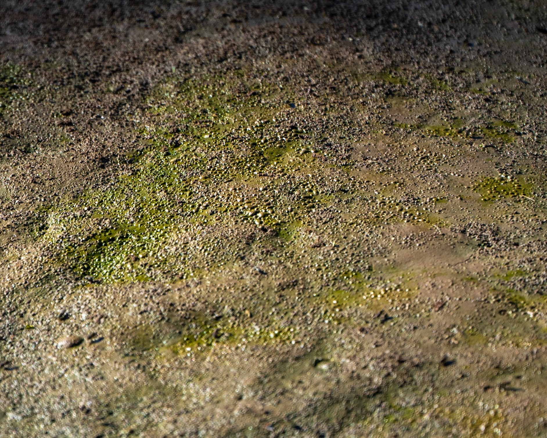 Paşaköy gorge: wet mud