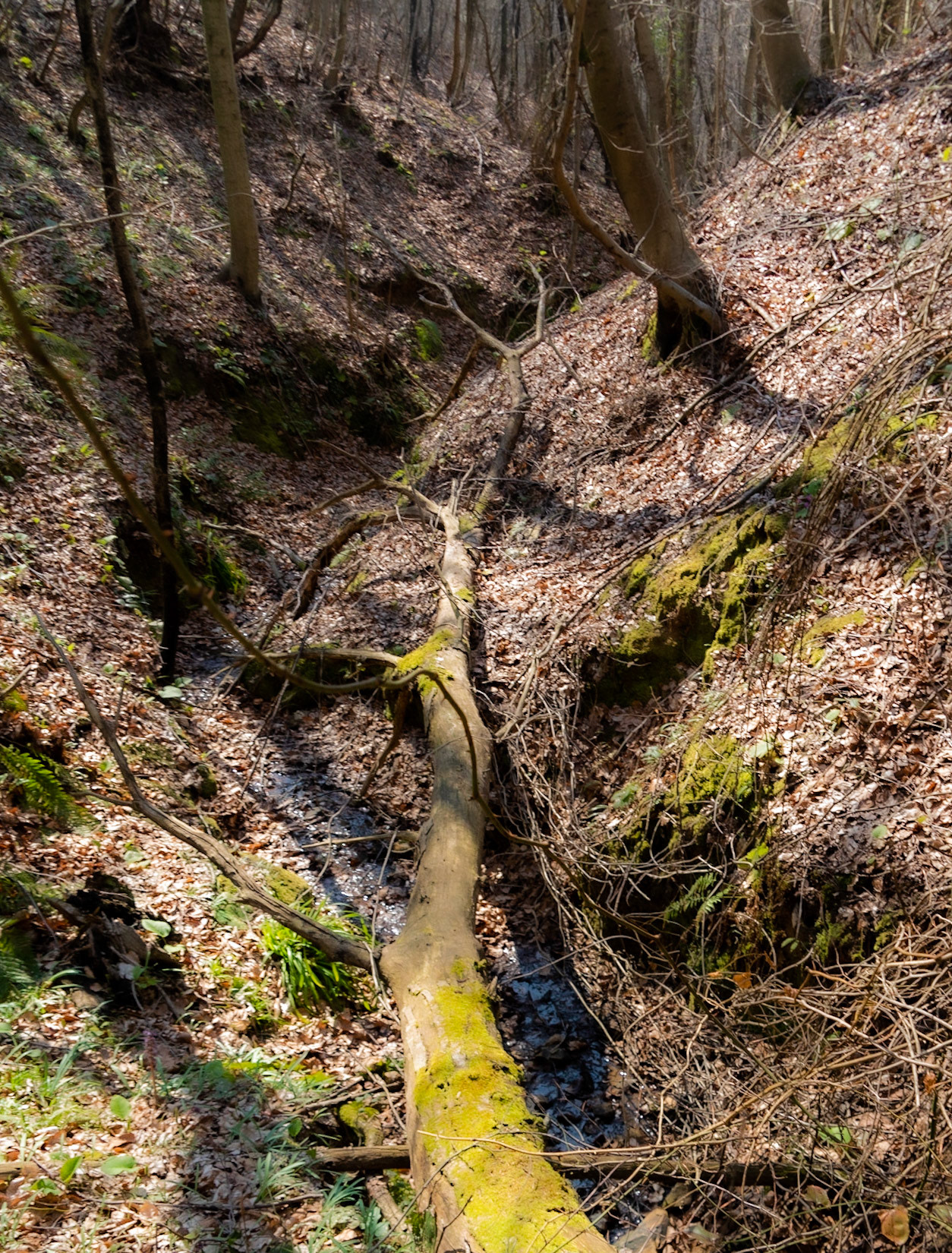 Zerzevat stream valley: a fallen tree