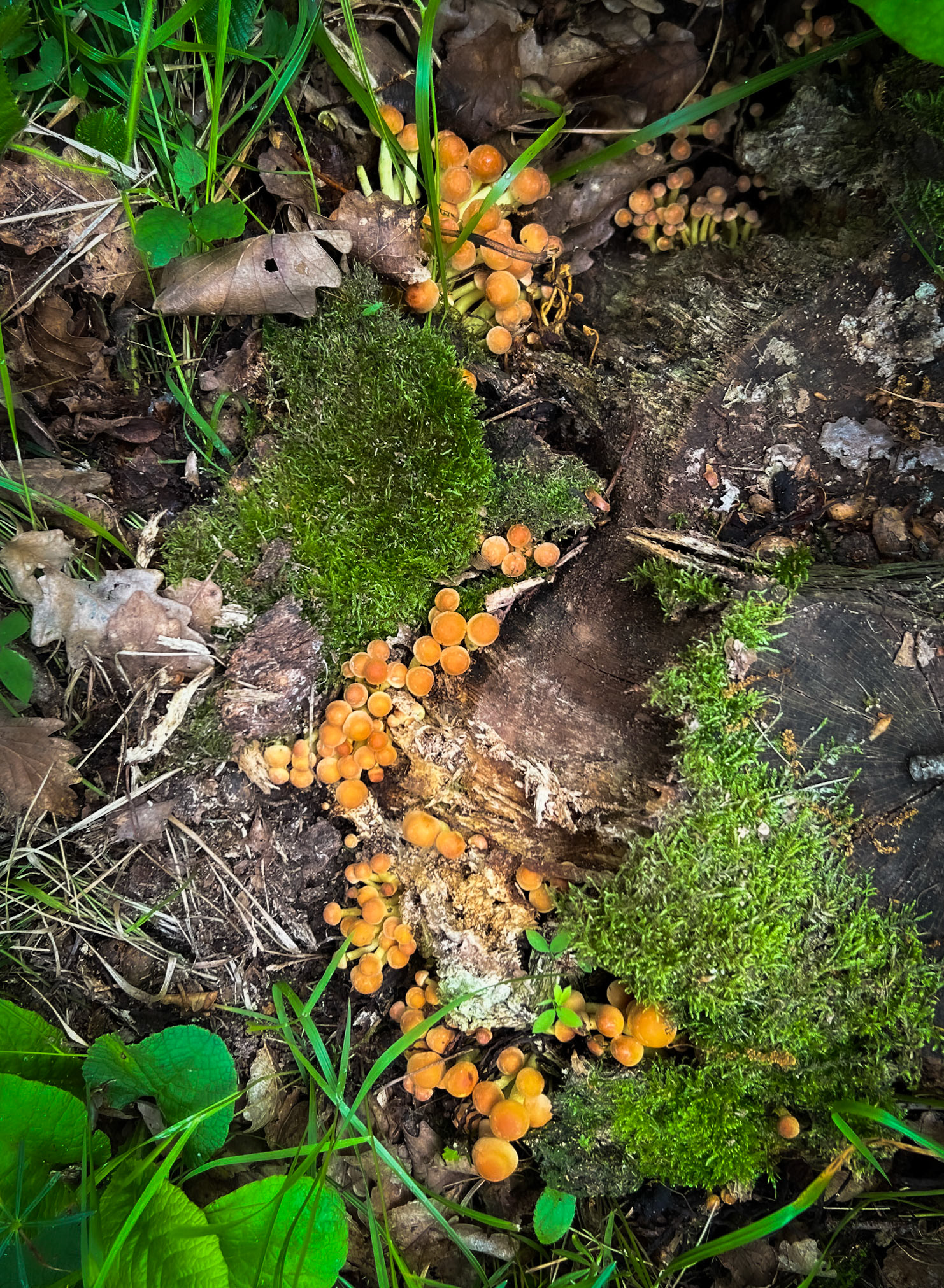 Mahmut Şevket Paşa W hill: wood fungi