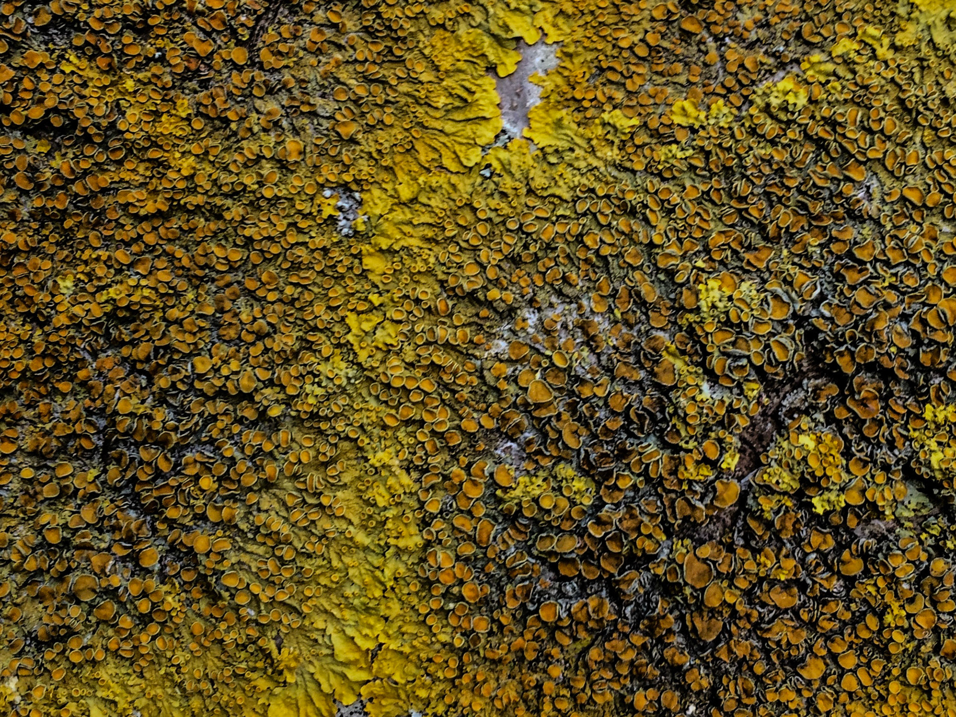 coming to Bathonea from the north: a strip of beatiful, old, lakeside woodland: lichen