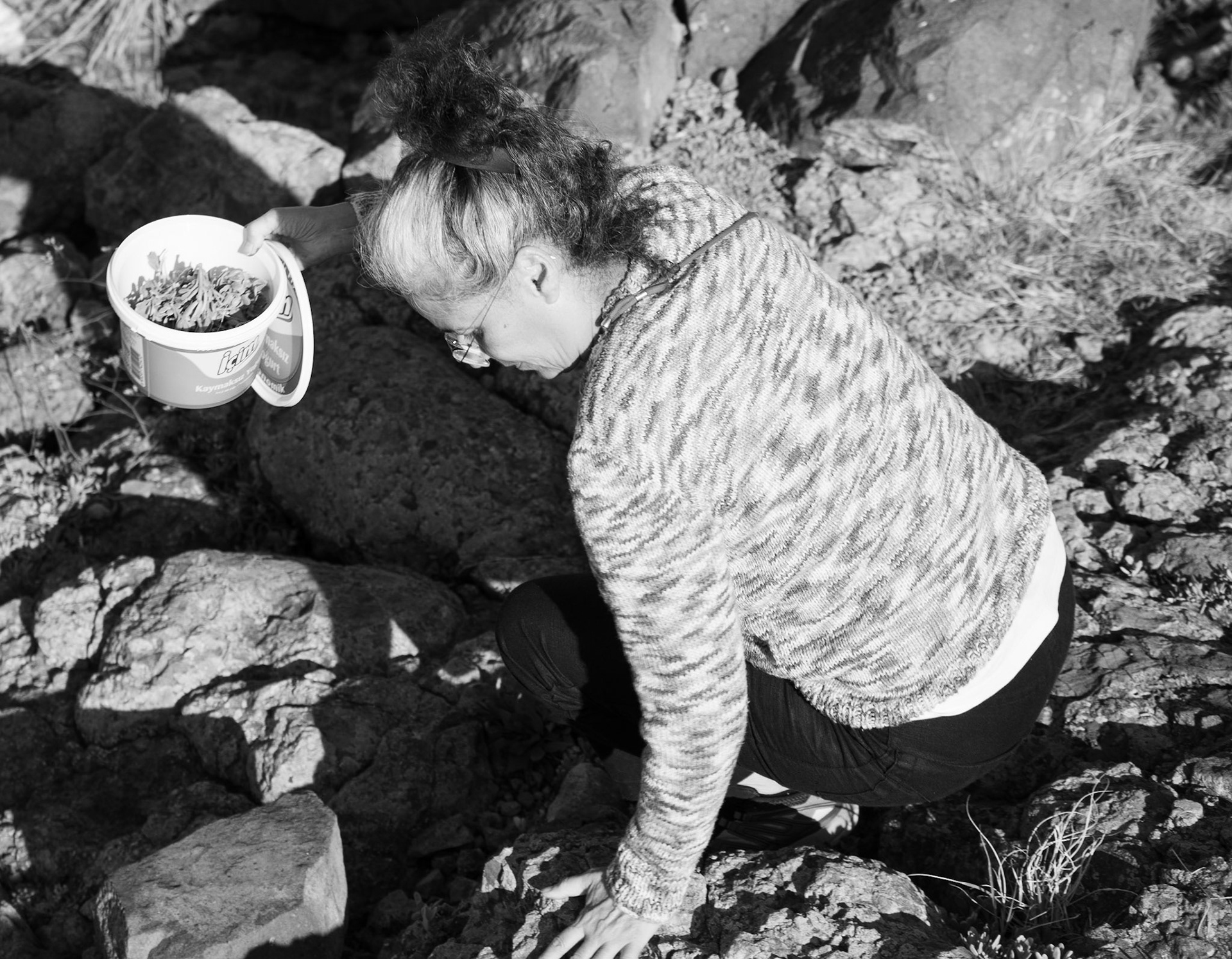 heading west along the line of the Black Sea: a woman collecting edible rock plants