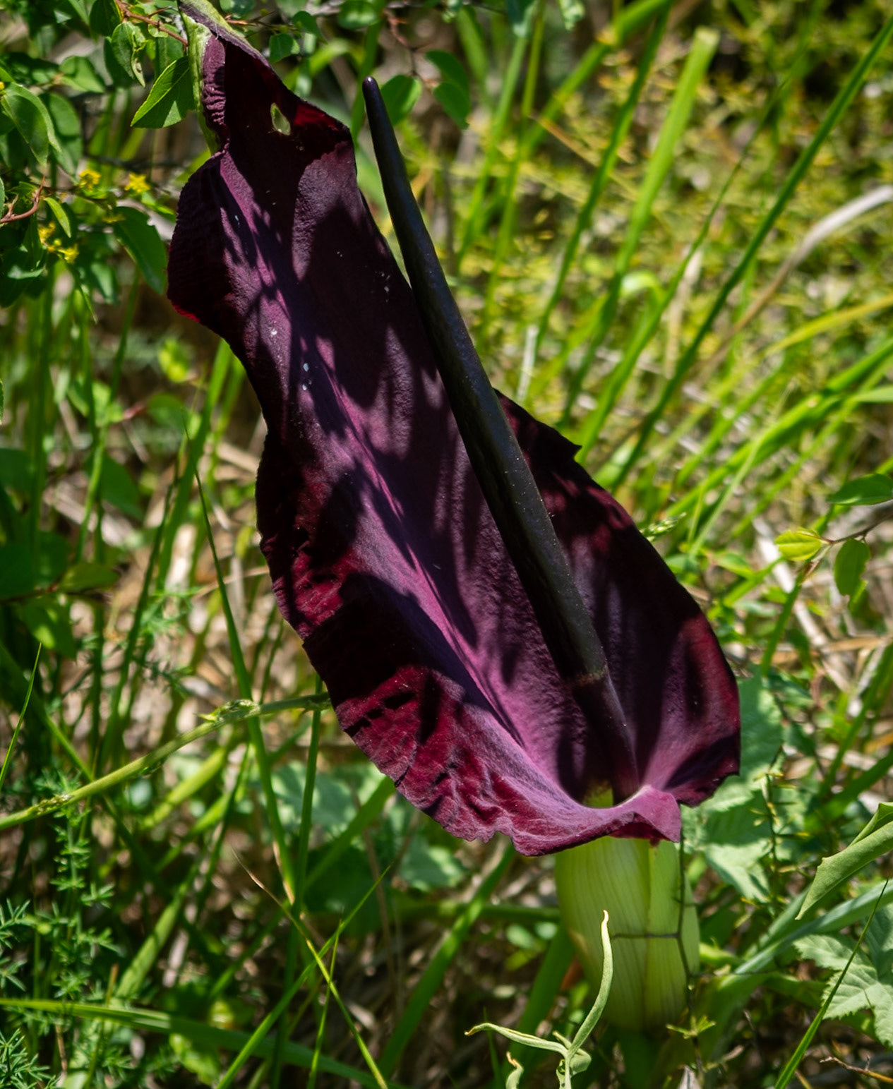 Kocabayır hill: a wonderful dragon lily
