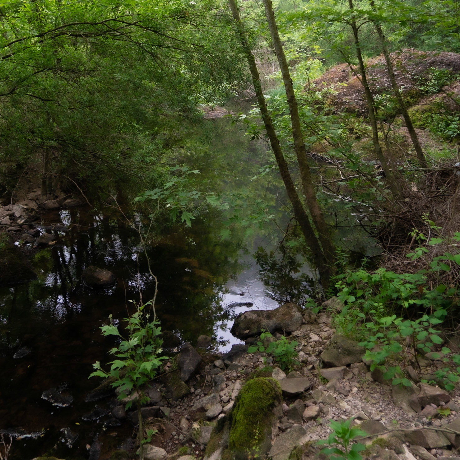 Sığırlık stream: view