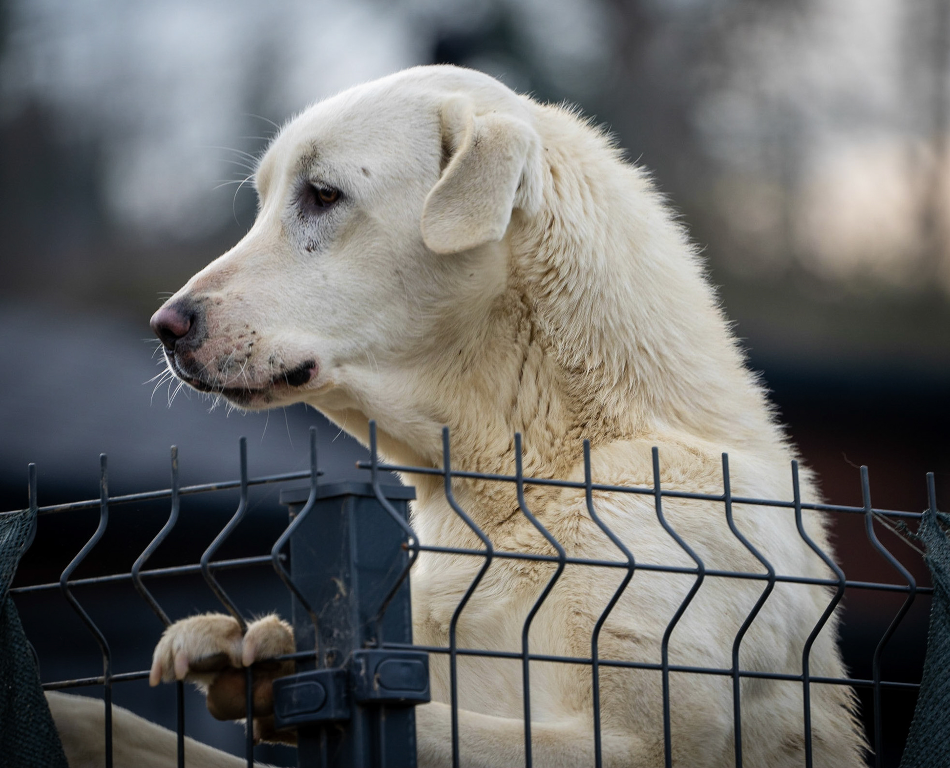 Kılıçlı: guard dog safely behind its fence