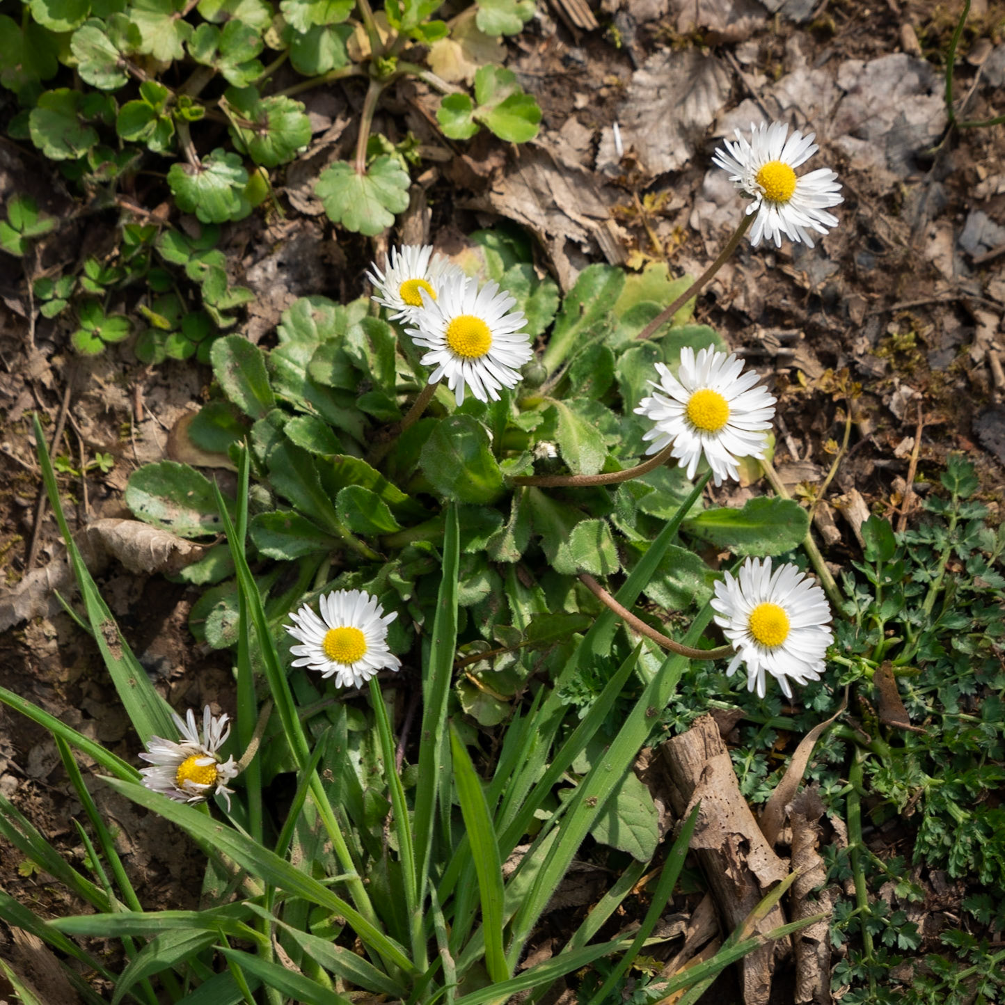 between Mahmut Şevket Paşa and Alibahadır: white flowers