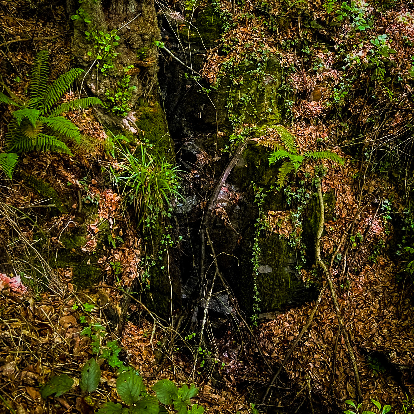 Zerzevatçı streamwalk: a green falls