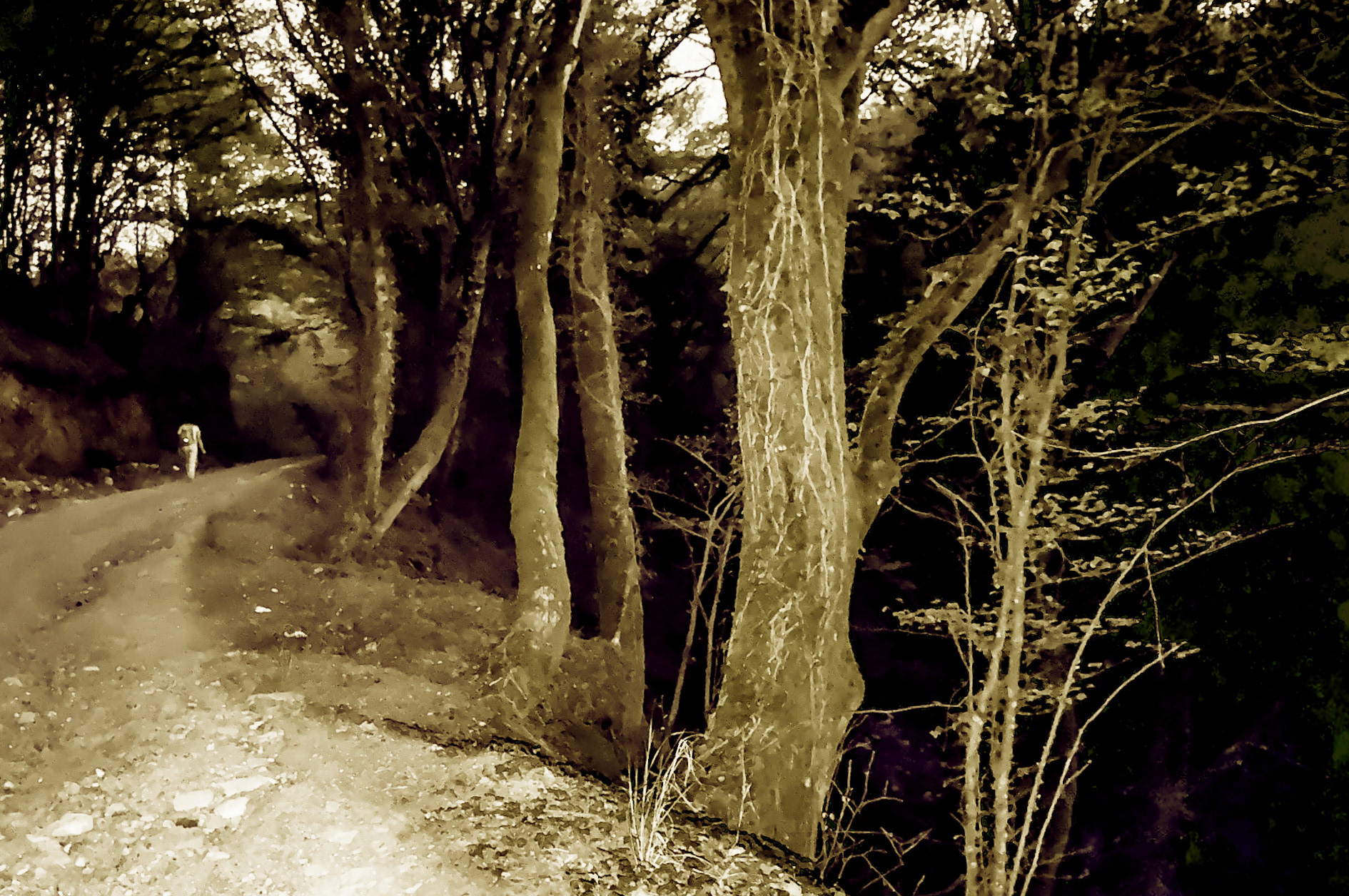 Çavuşbaşı eastern hill: through the trees darkly