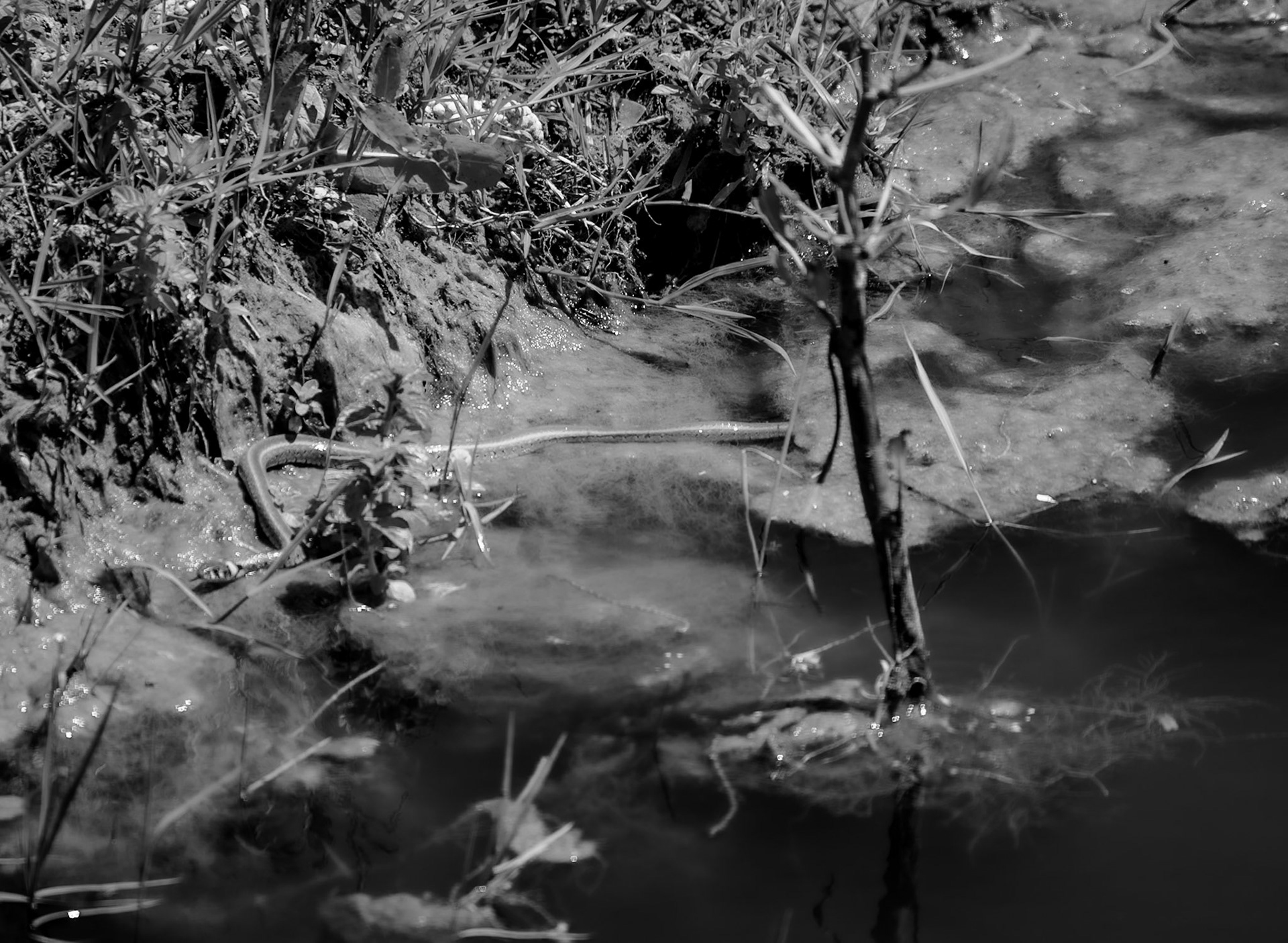 Şamlar reservoir: water snake