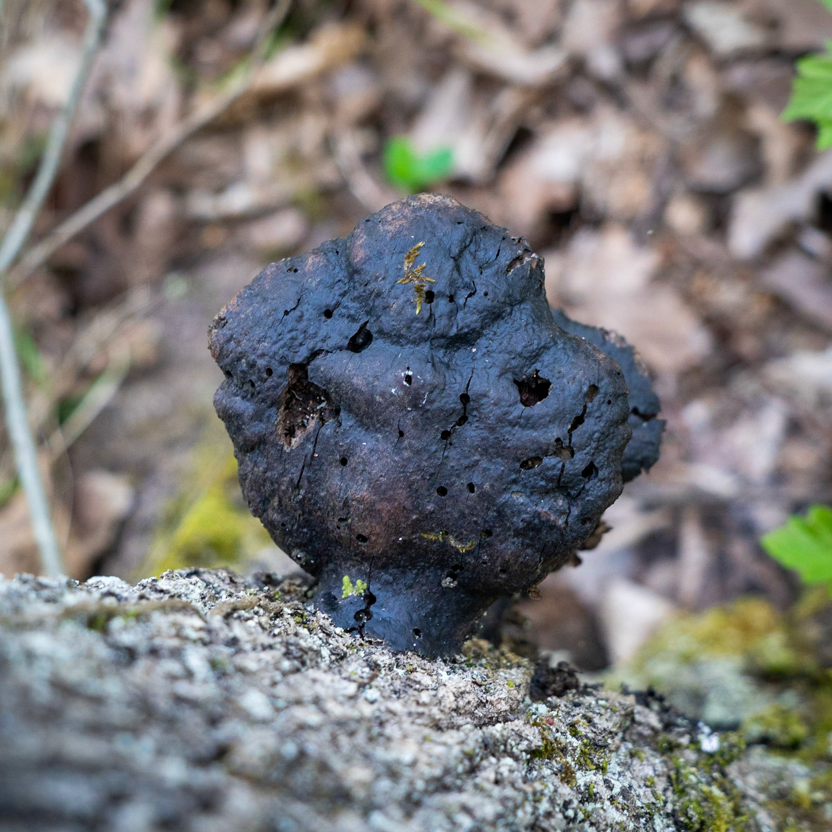 Polonezköy northern forest: charcoal fungus