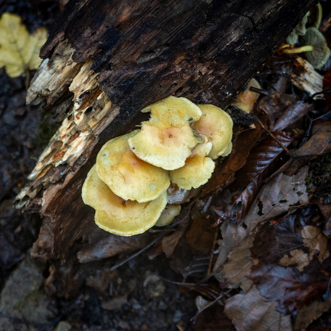 Ayhan Şahenk fores: yellow wood fungi