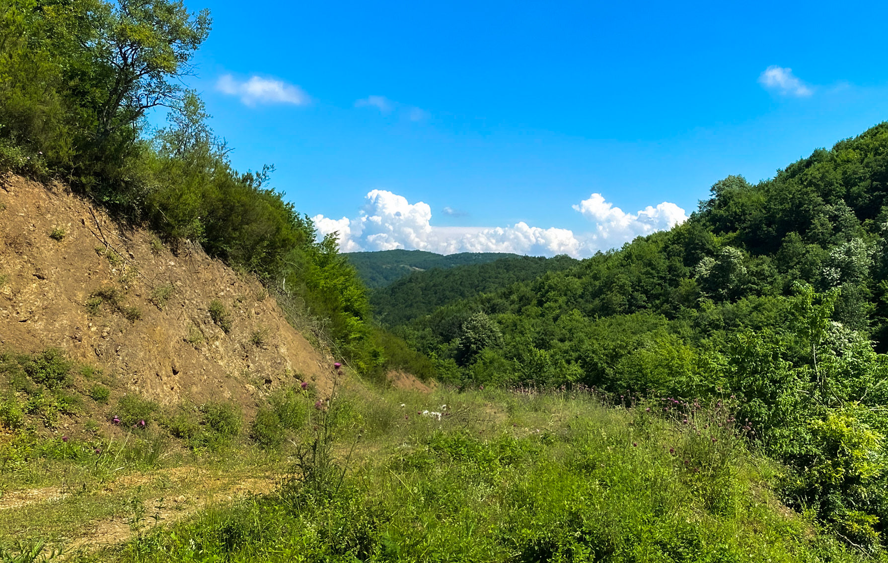 Ezili forest: landscape