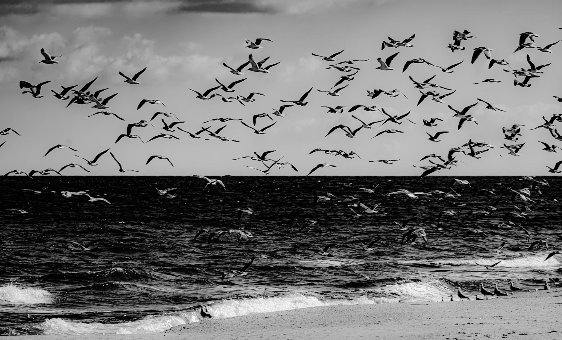 Sahilköy eastern beach: common terns (I think)