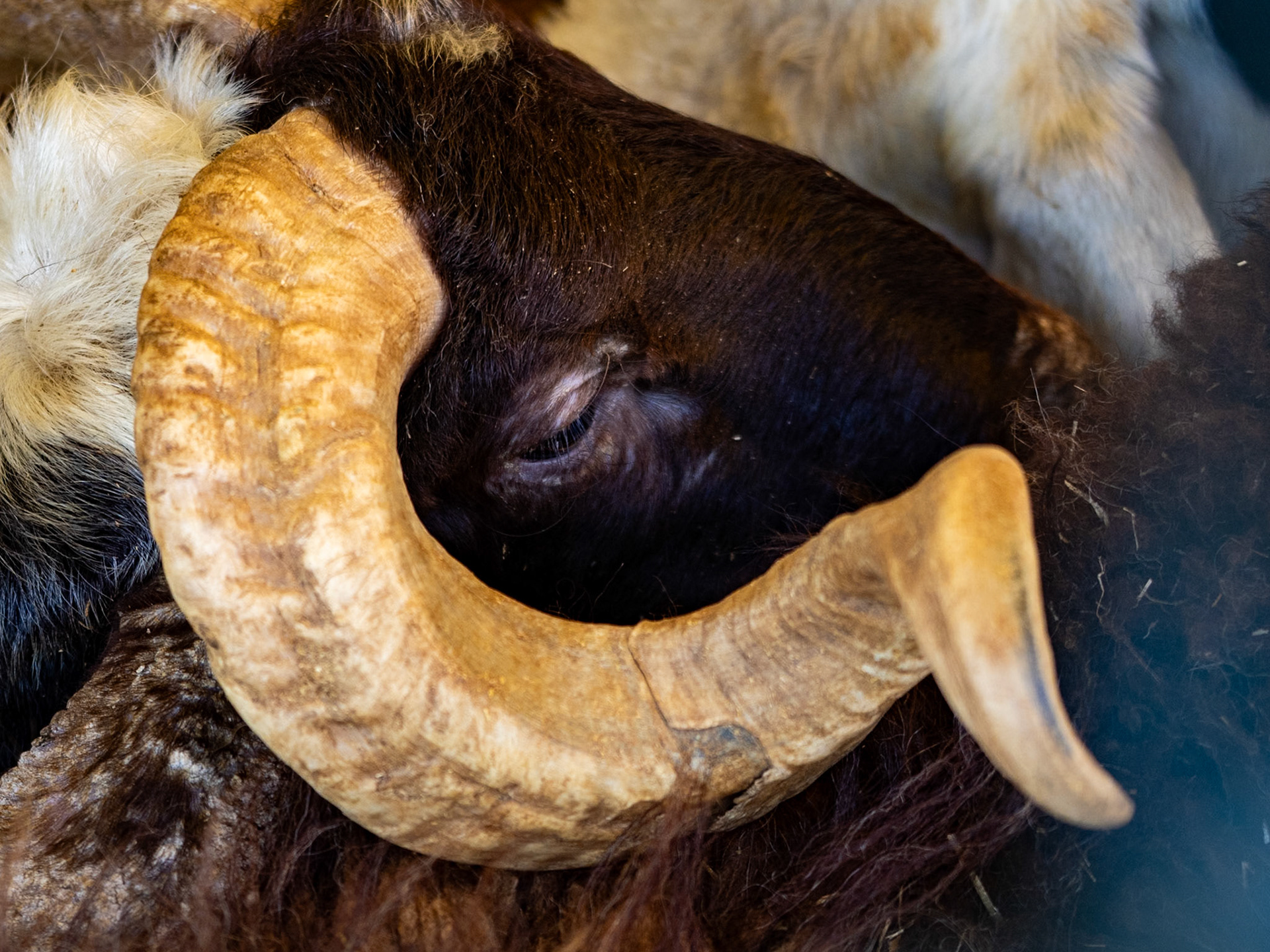 Altınşehir: sheep to be slaughtered at Kurban