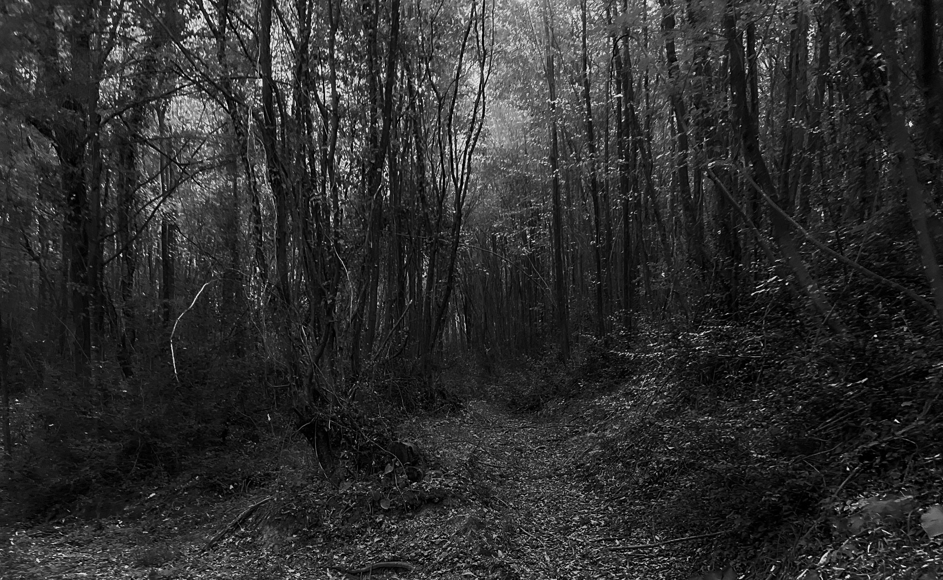 İshaklı forest: black density