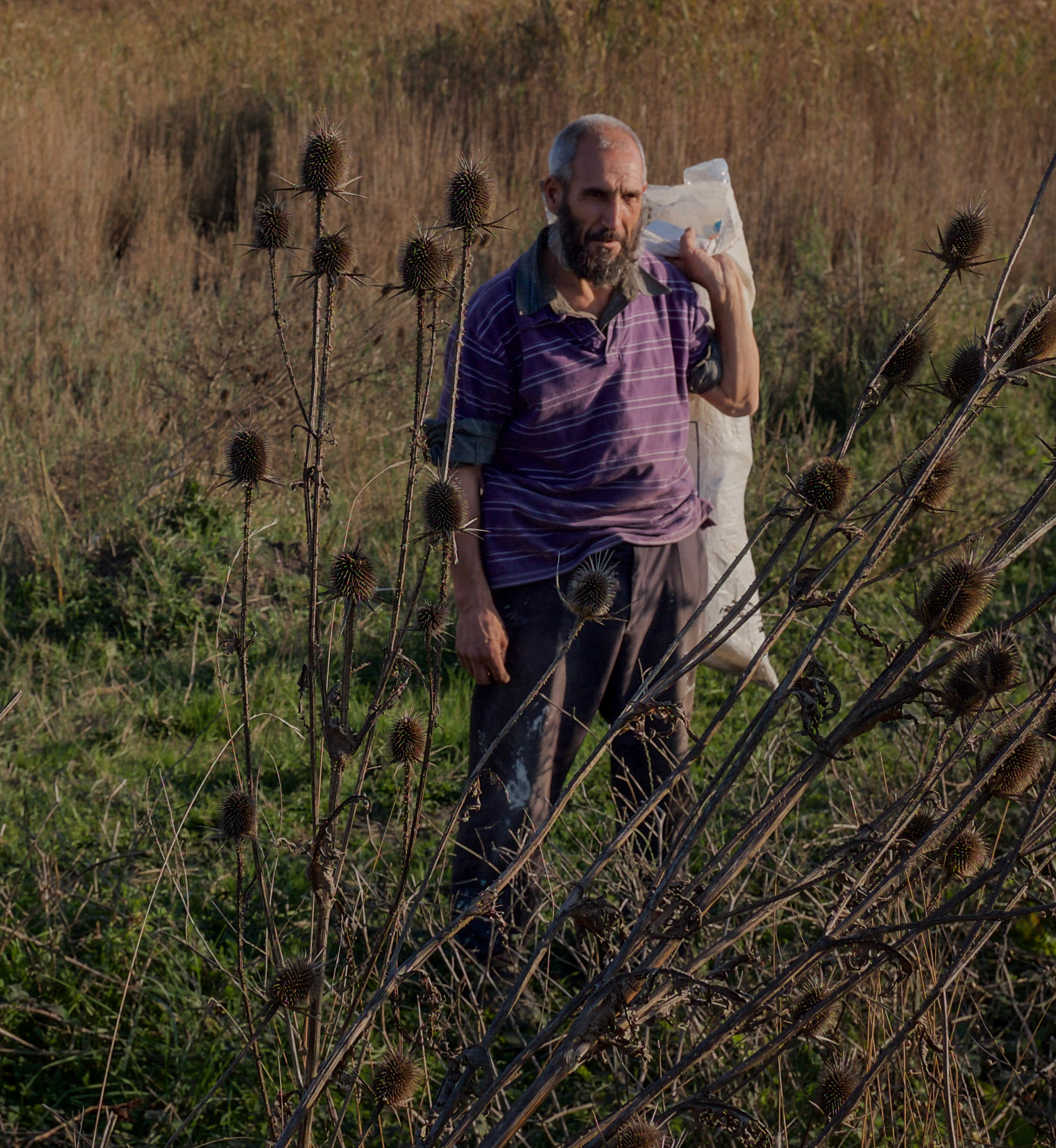 northwestern Küçükçekmece marsh: a man collecting plastic bottles