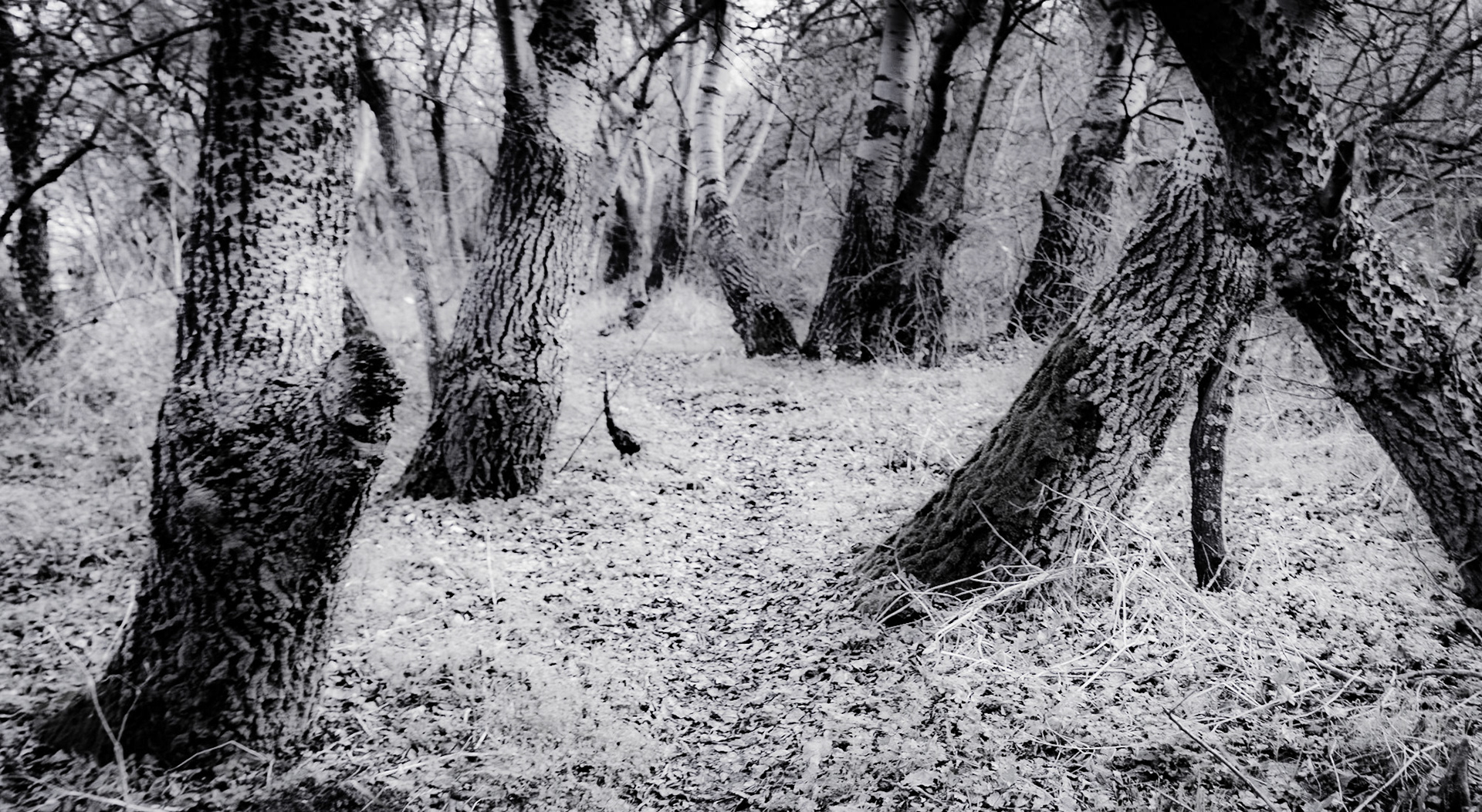 Bathonea lakeside old woodland: trees