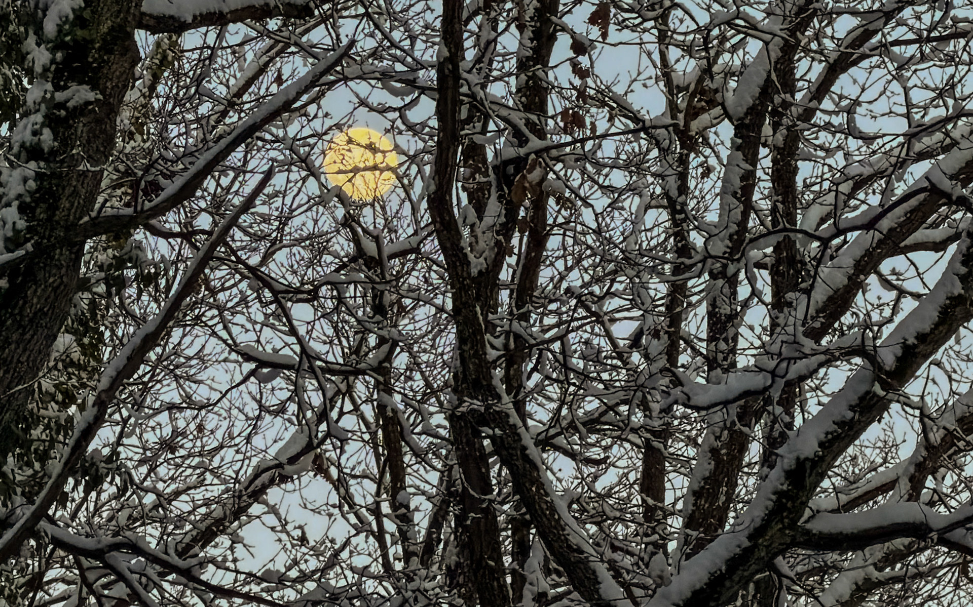 Neşet Suyu forest: the full moon appears through snowy trees