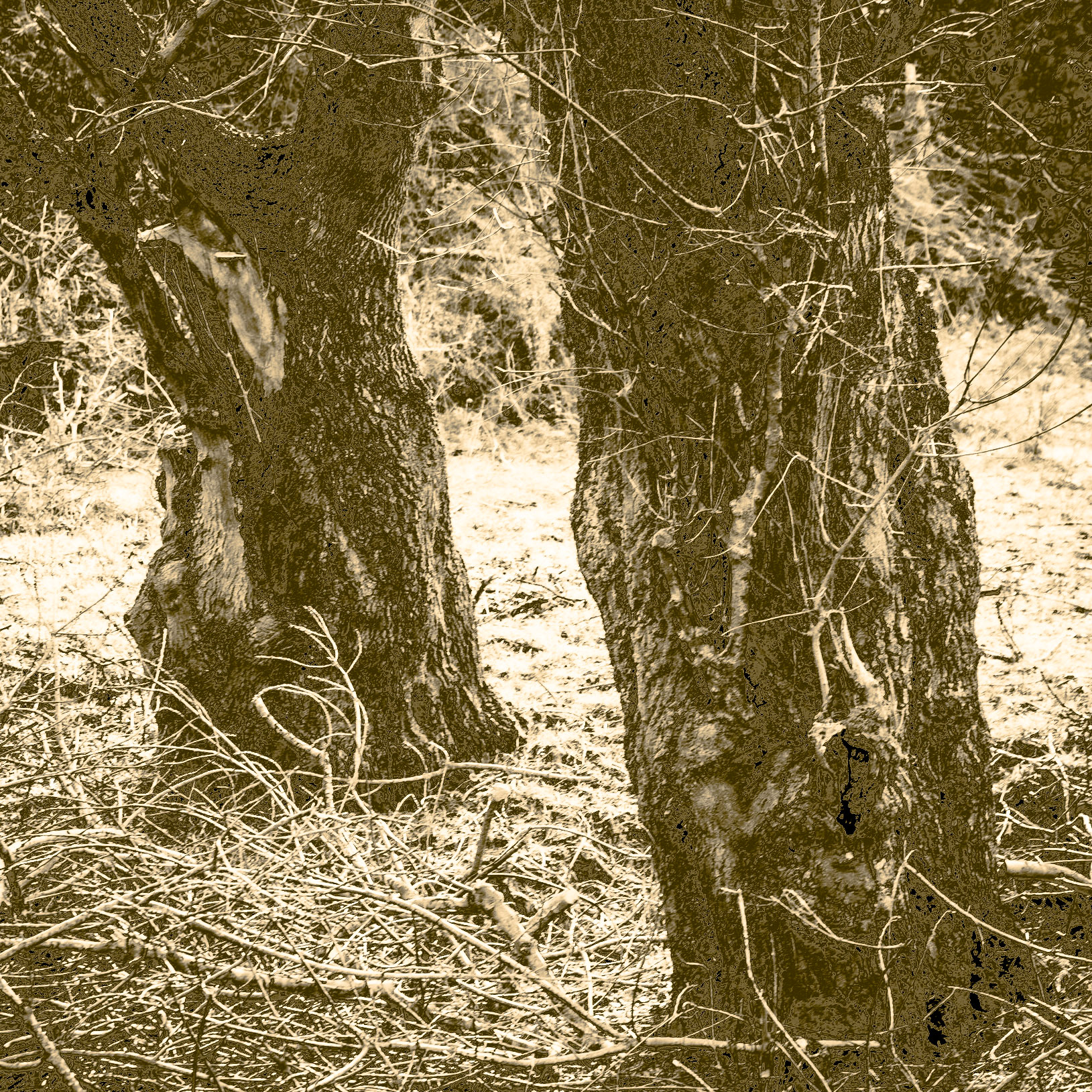 between Yom crest and Riva abandoned military installations: venerable trees