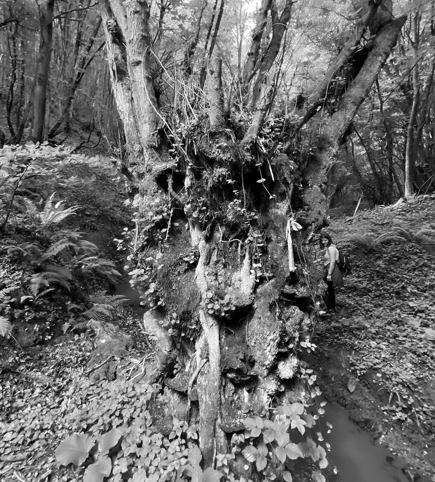 Zerzevatçı streamwalk: venerable tree and hiker