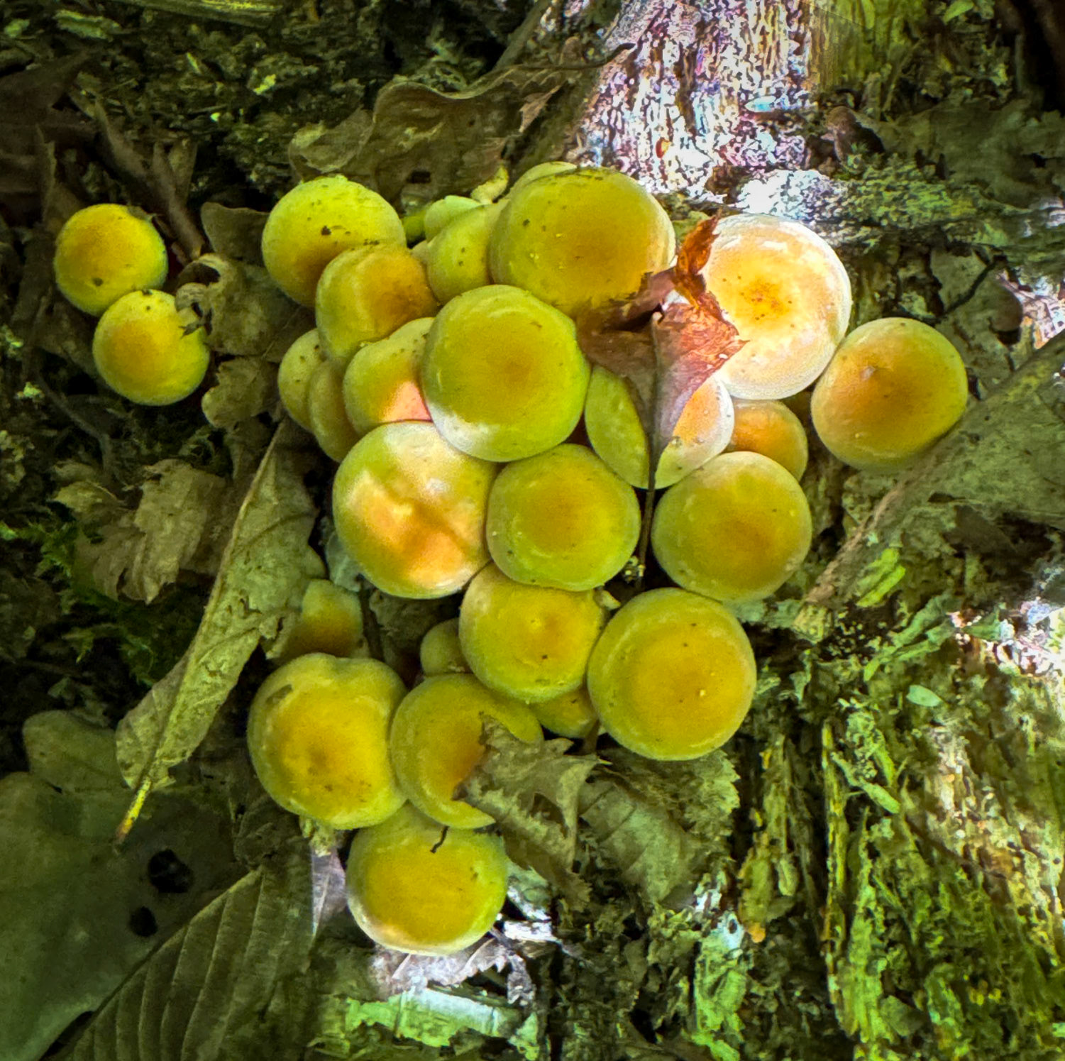 Kılıçlı southeastern stream walk: eggyolk fungus