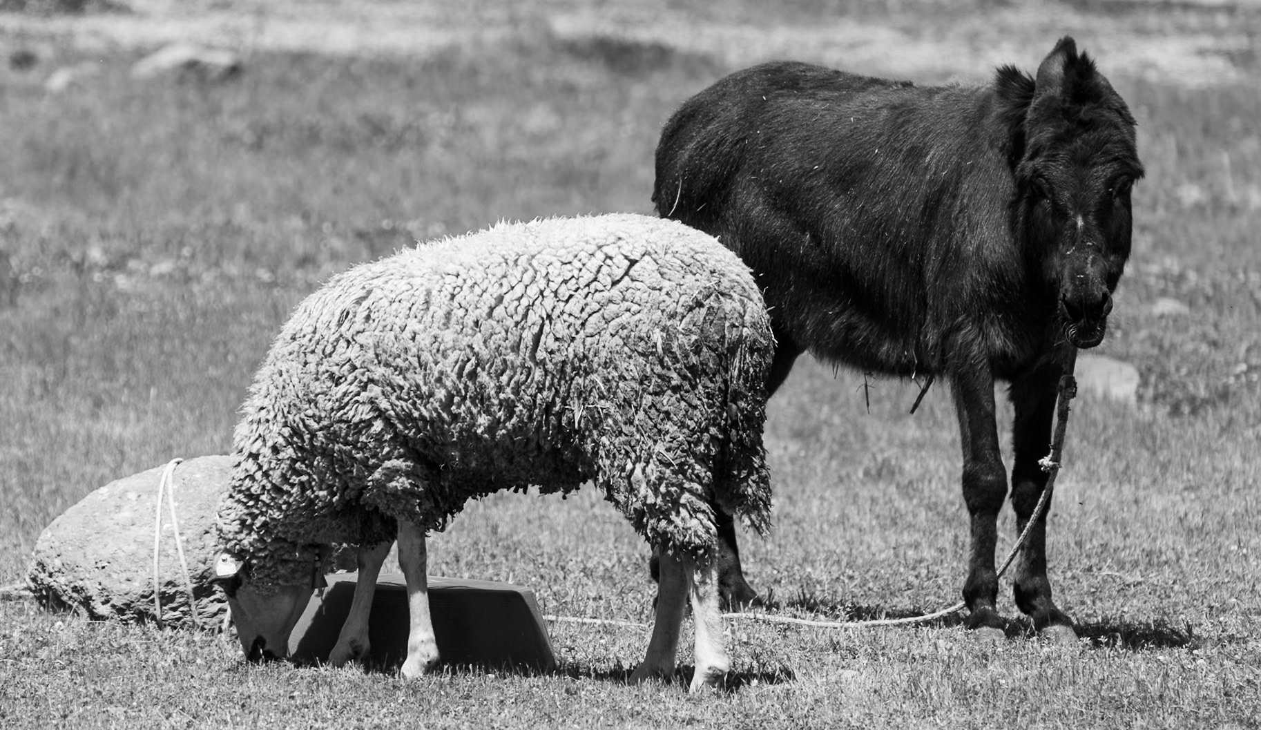 Hüseyinli western farm: free sheep and tethered donkey