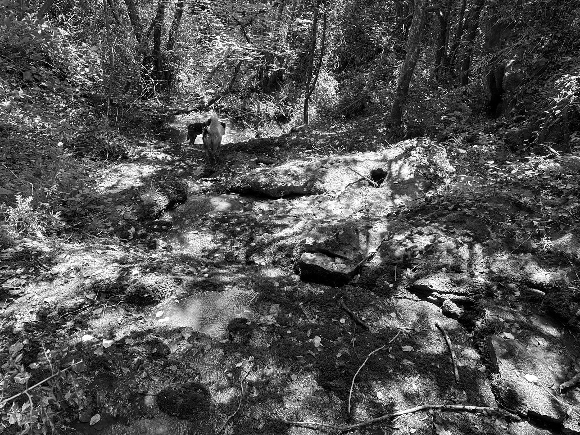 Kılıçlı southeastern stream walk: daydogs and streambed