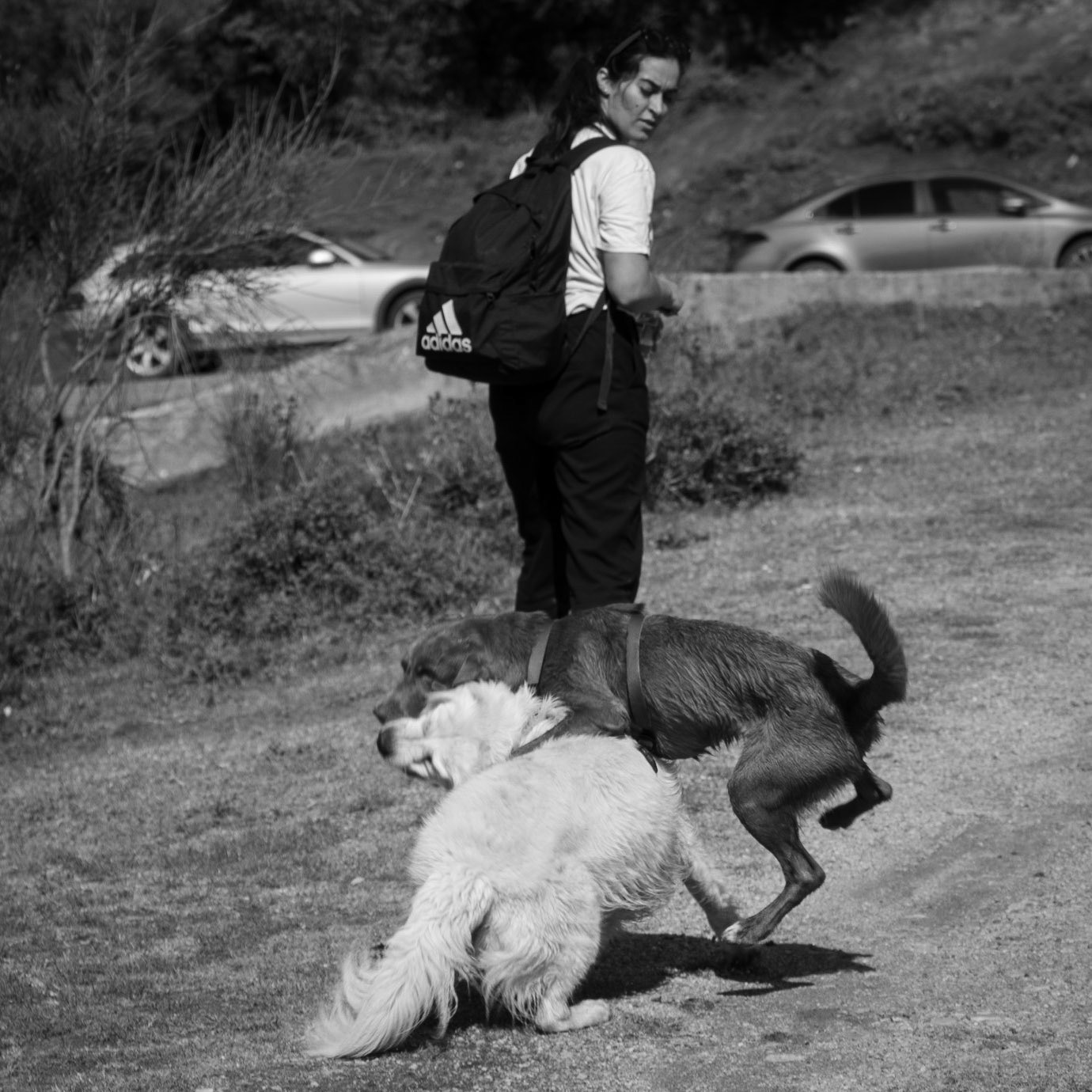Atdosun reservoir: scrappy dogs