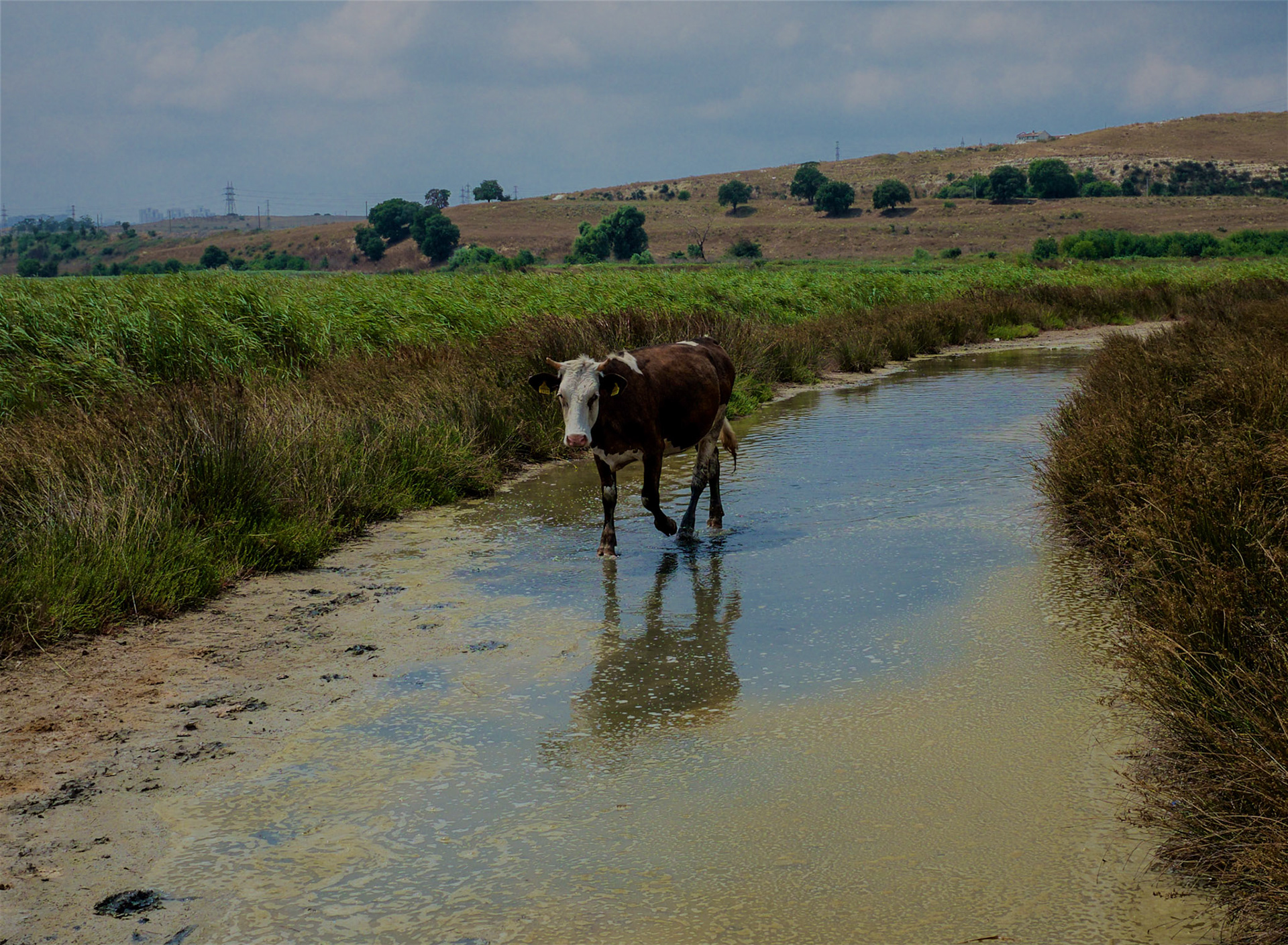 northwestern Küçükçekmece marsh: cows go where we do not