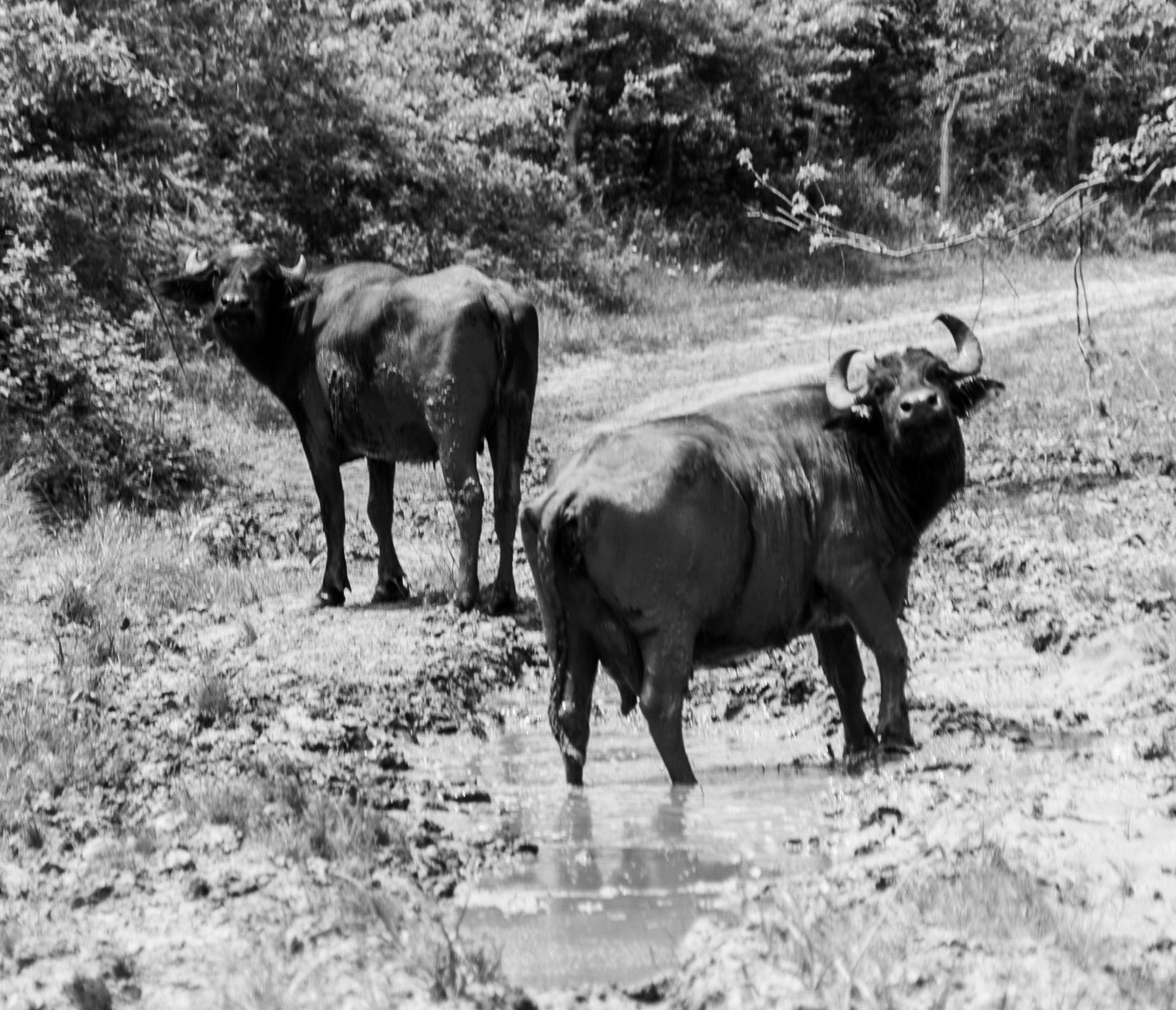 west of the northeastern Sazlıdere flower meadow: 2 water buffalo
