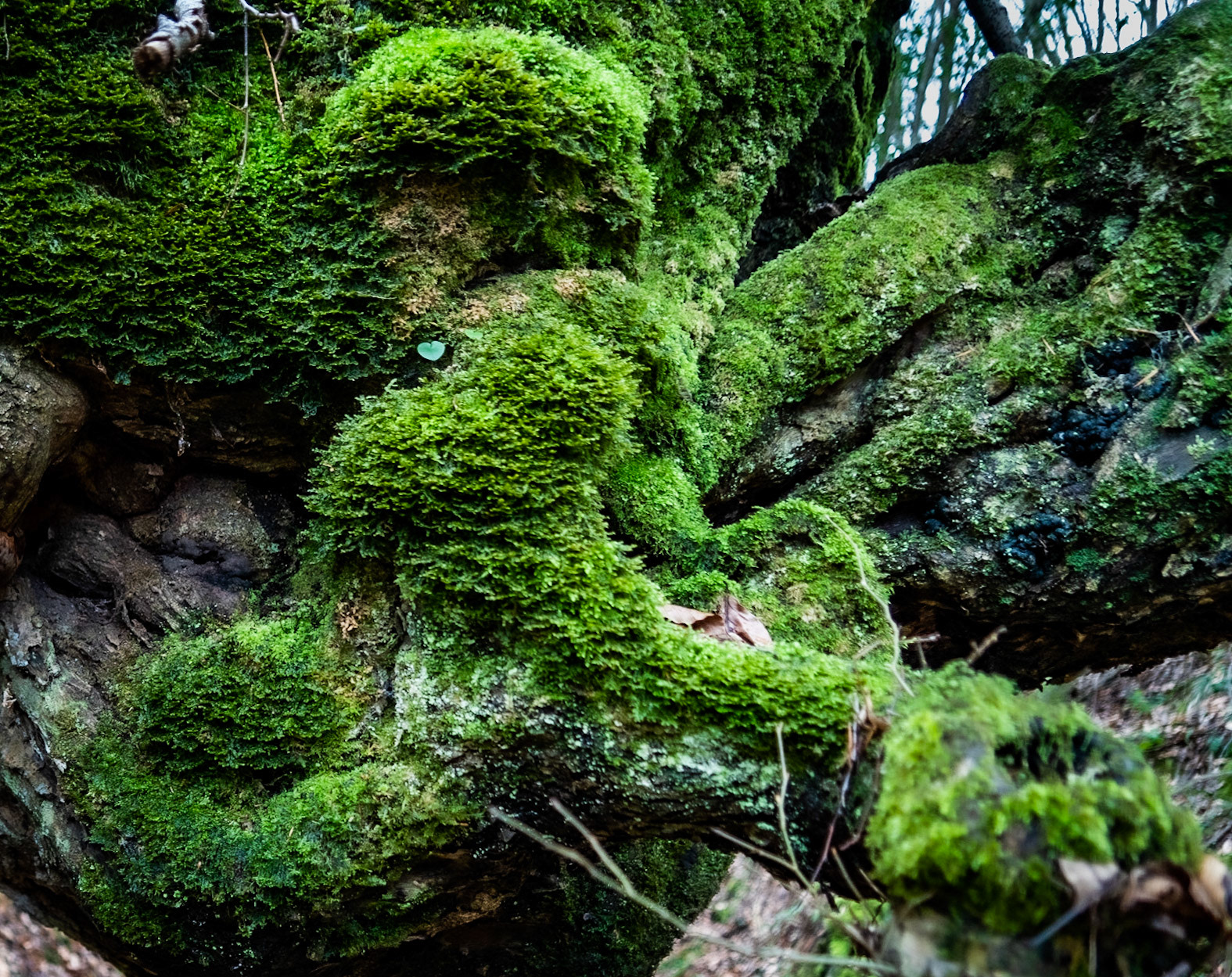Kozu Deresi valleys: mossy branches