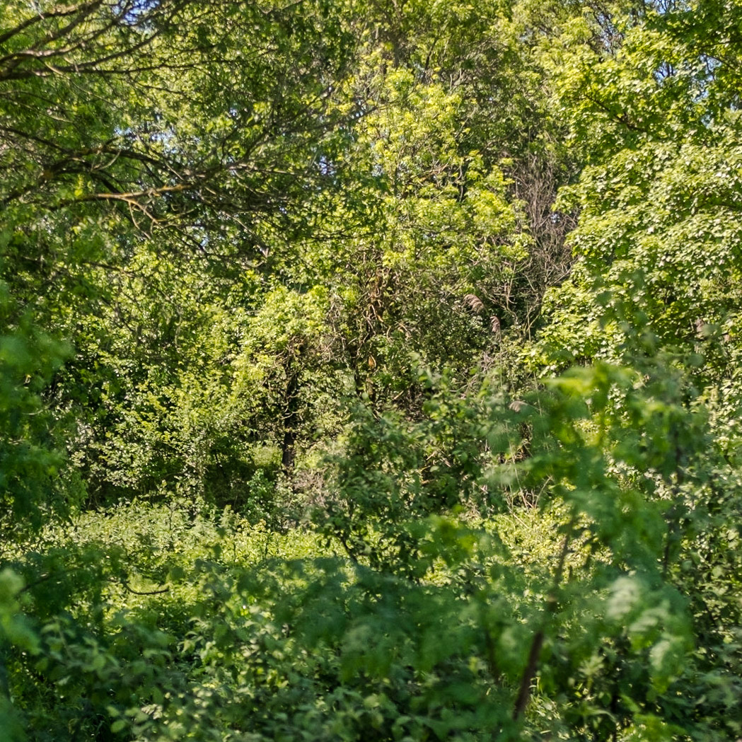 in the shallow Sazlıdere valley between Baklalı and Dursunköy: white-yellow blossom