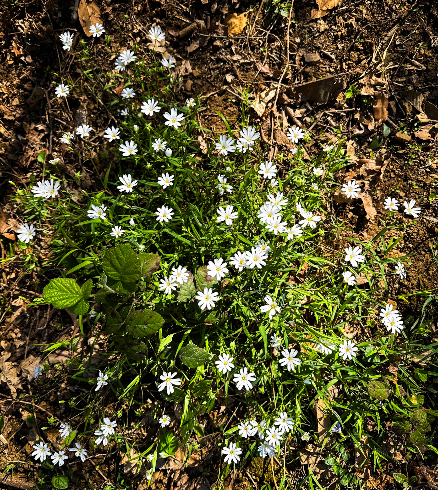 Tokatköy north-eastern forest: star flowers