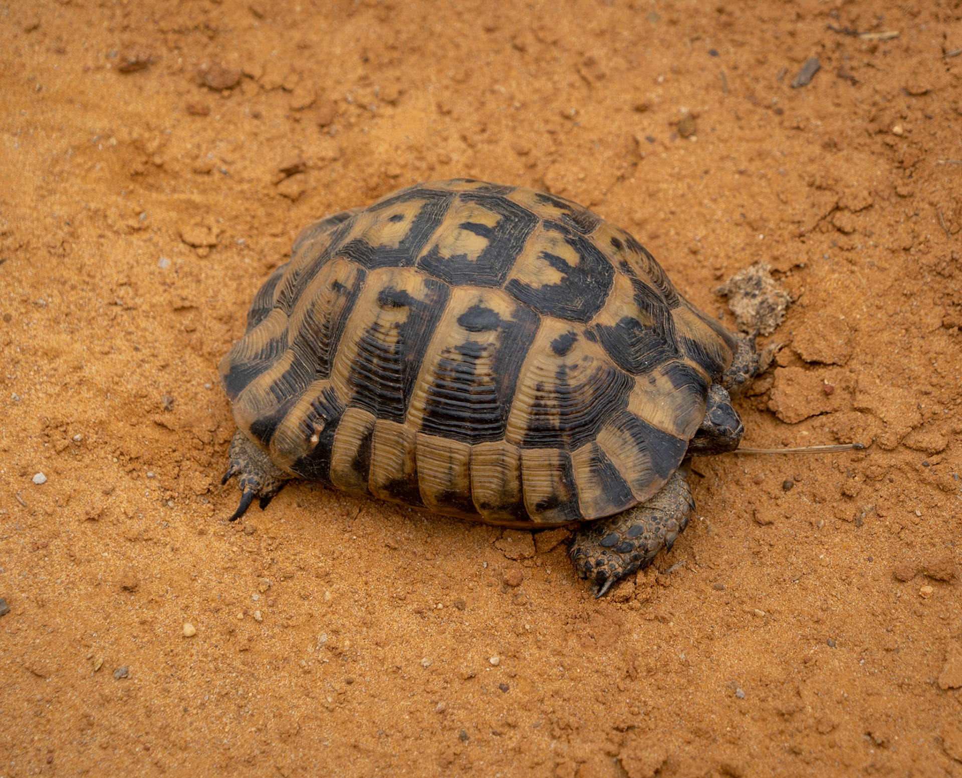 between Karaburun and Kurna fishing hamlet: tortoise