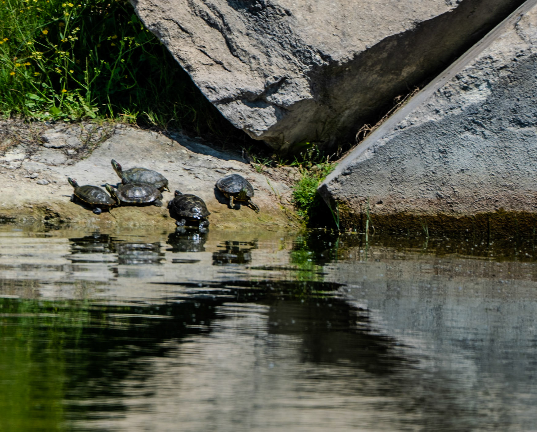 Filiboz Ottoman küfeki limestone quarry: resting turtles
