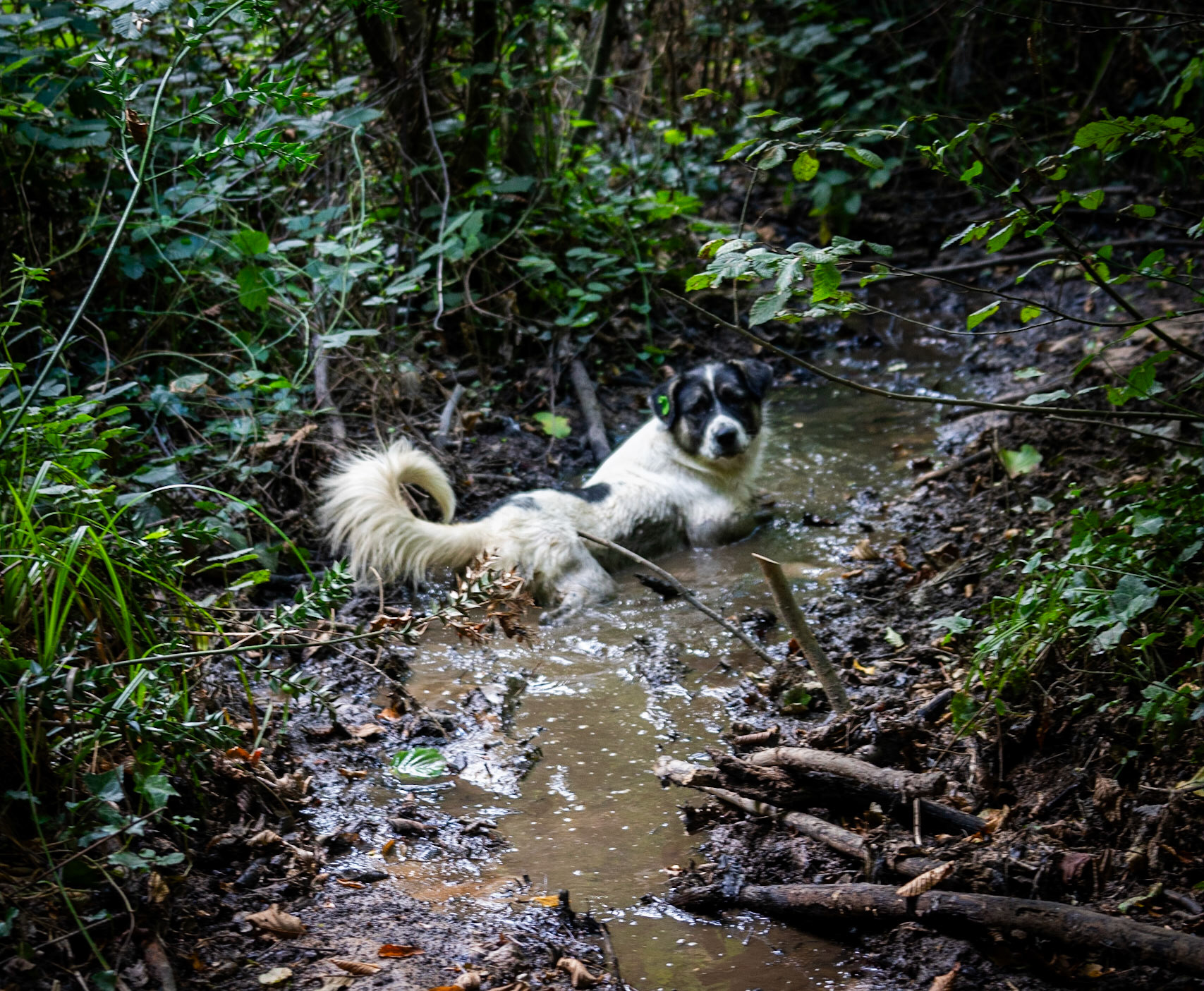 Kılıçlı southeastern streambed: our adorable wallowing daydog