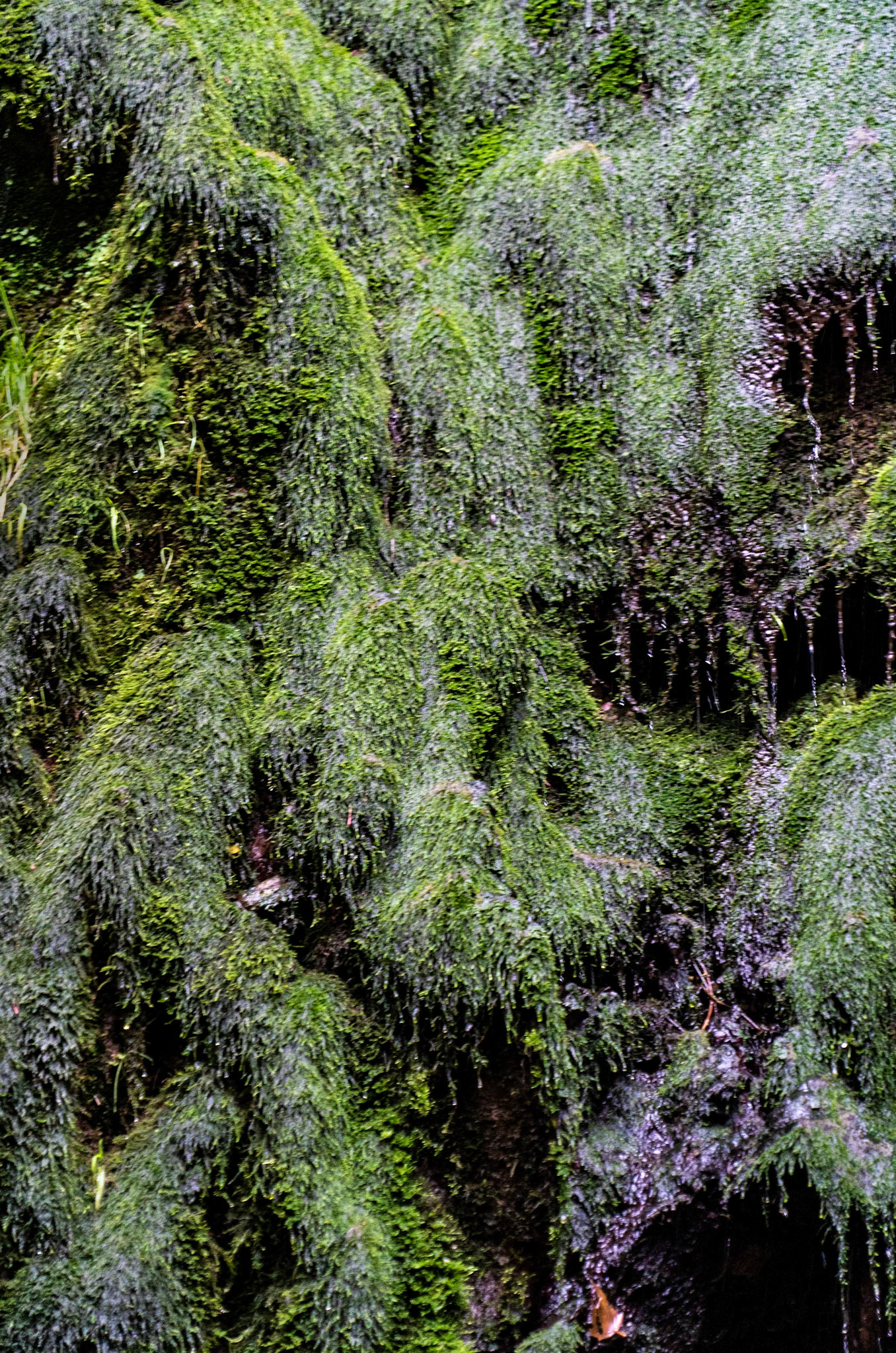 Şarlak waterfall: dripping moss