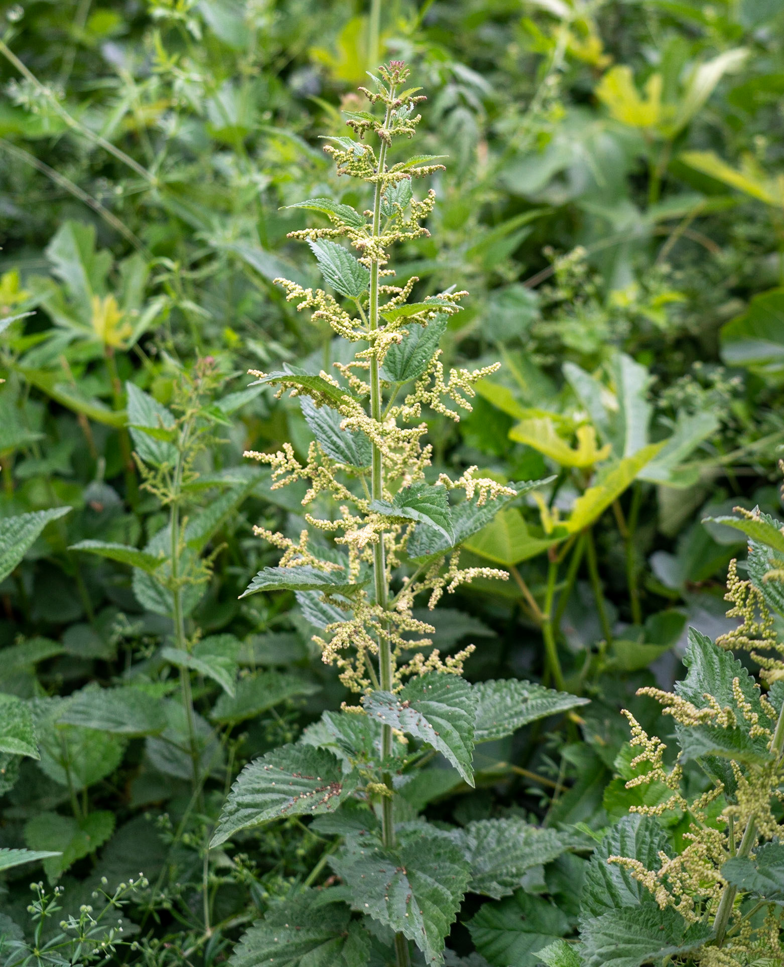 Hasanlı: nettle bed