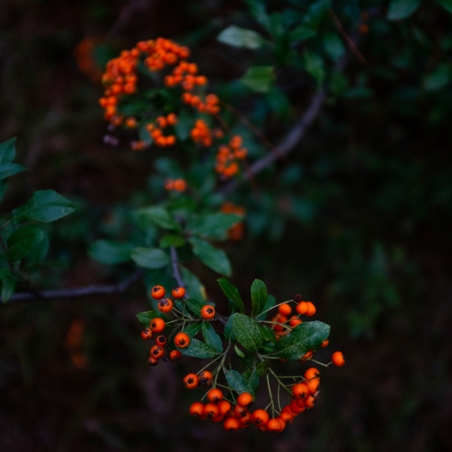 between Kurna and Karatay: orange-red berries (what of?)