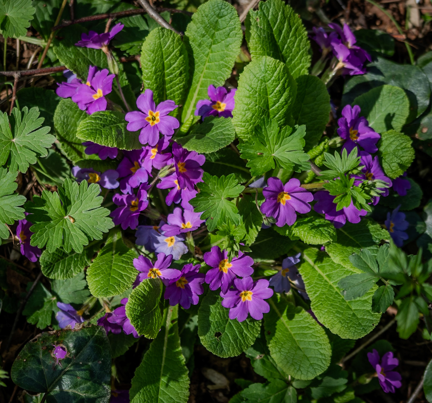 Dereseki stream valley: primroses in flower