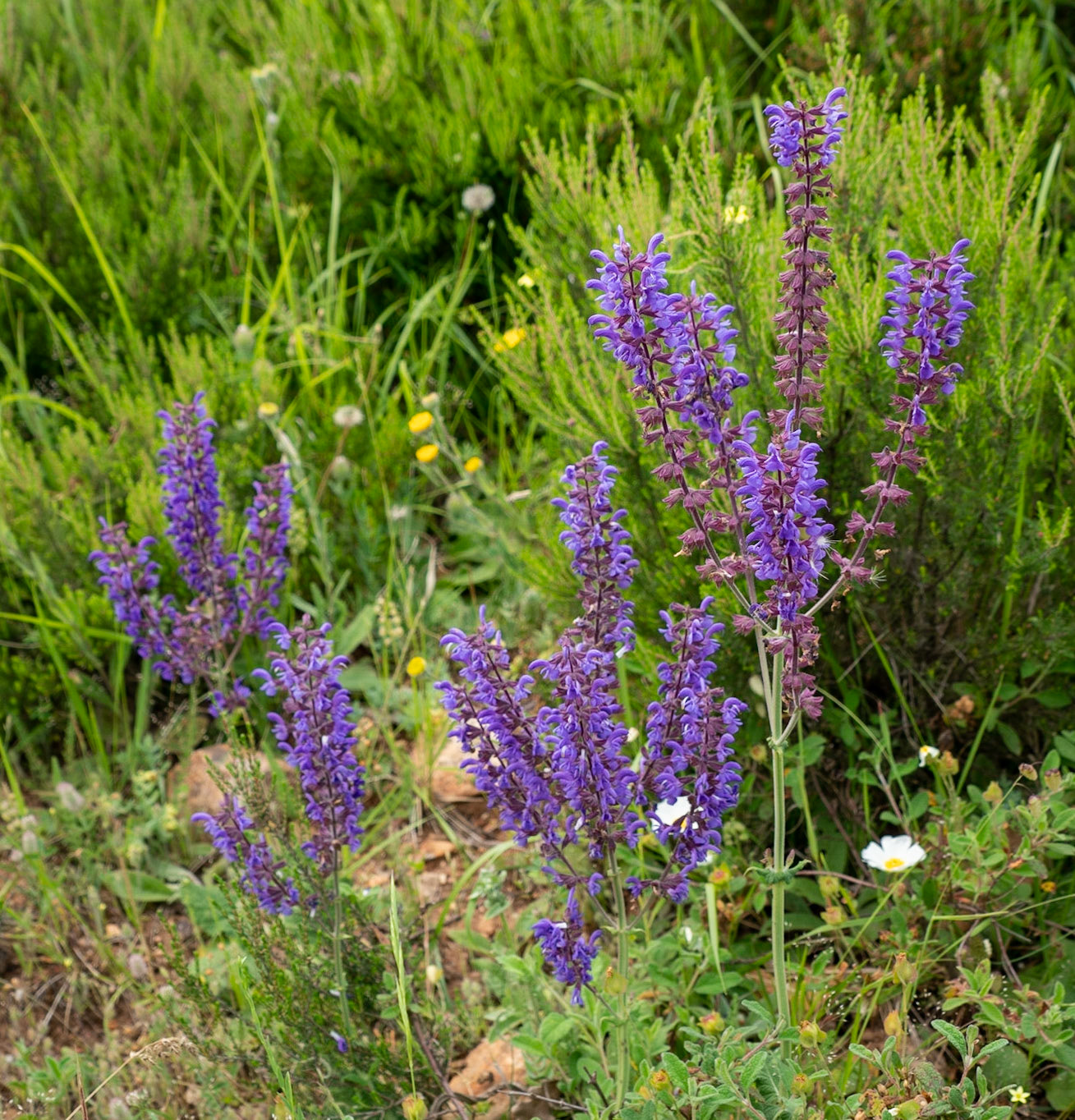 Adadaǧ hills: purple flower spikes
