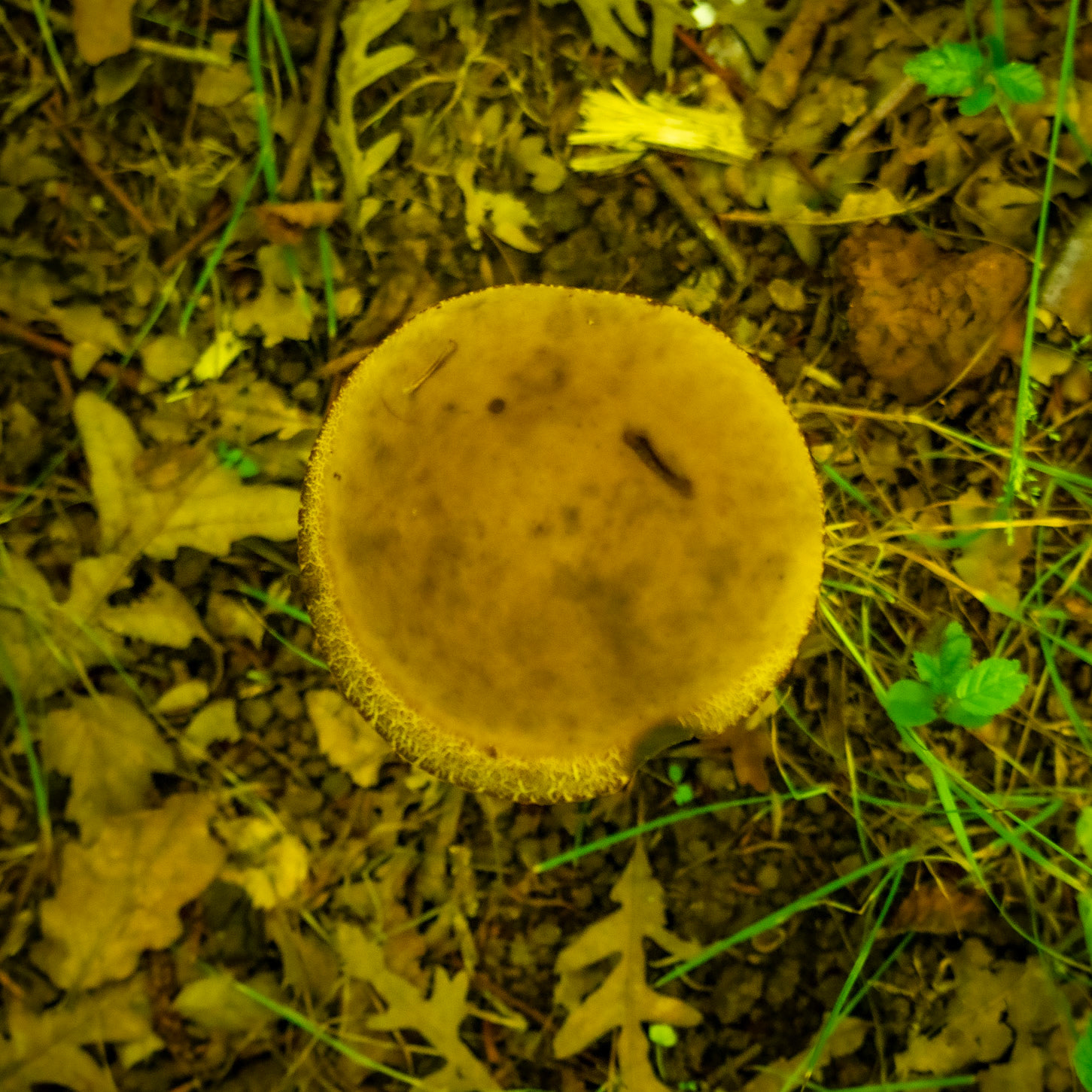 Alibahadır SW descent: mushroom