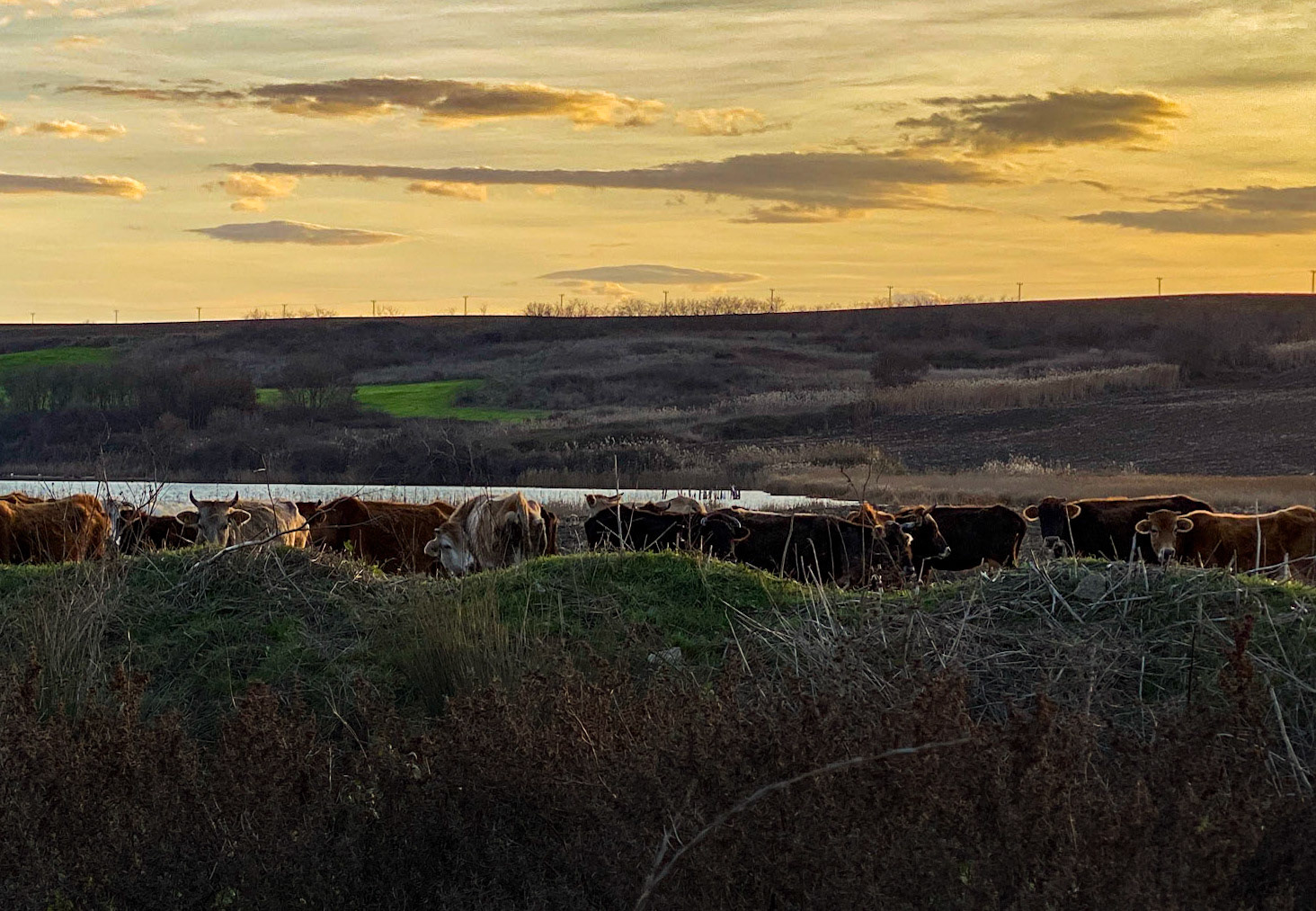 Küçükçekmece northwestern marsh: a small herd of cows watching us warily