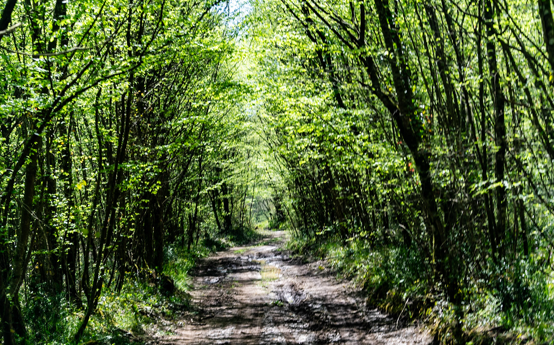 northern Reşadiye forest: track