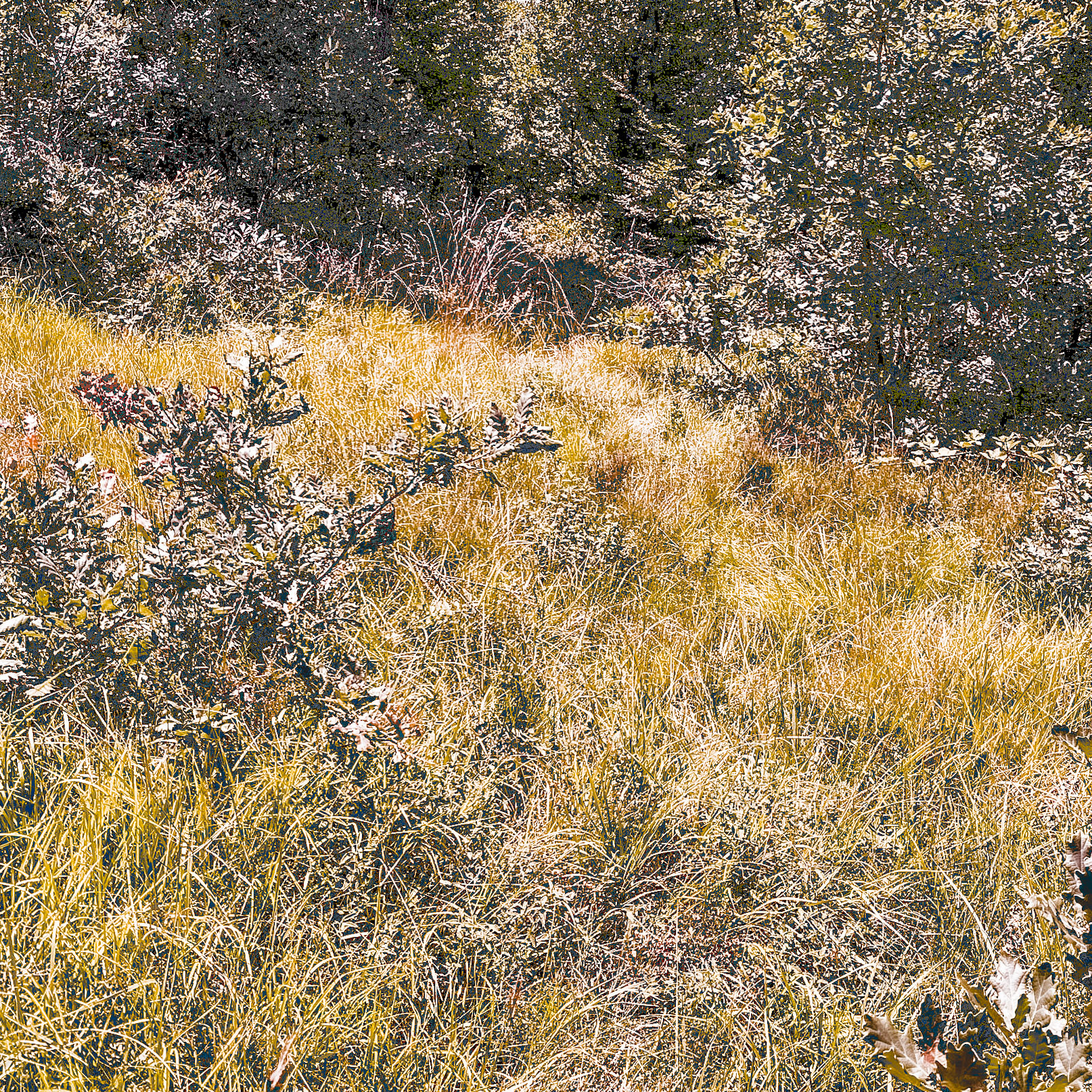 Kanlı forest: grass