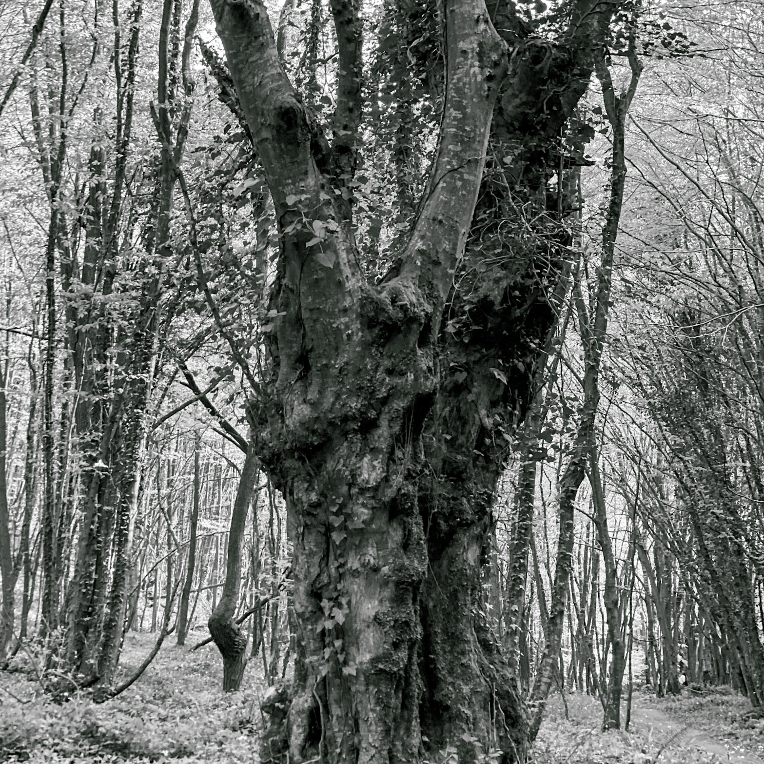 Polonezköy northern forest: venerable tree